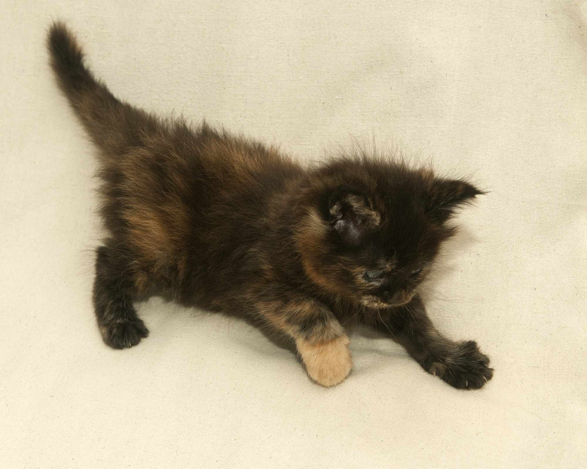 Black/Red Tortoiseshell Maine Coon of DLuxxy