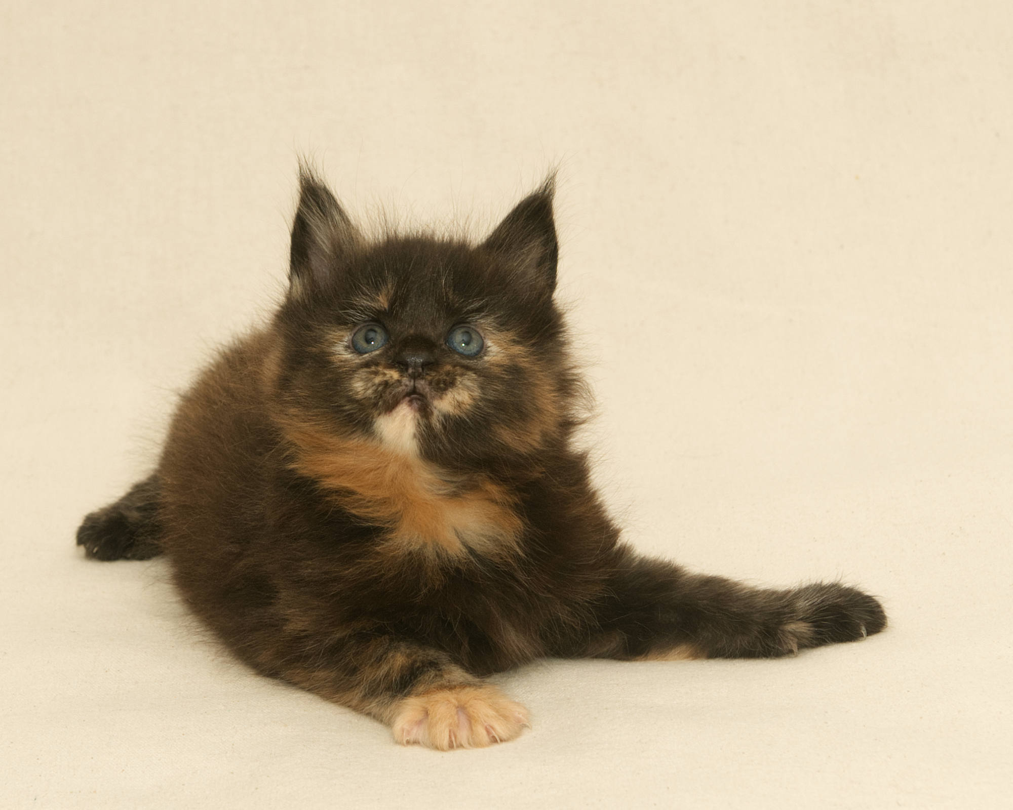 Black/Red Tortoiseshell Maine Coon of DLuxxy