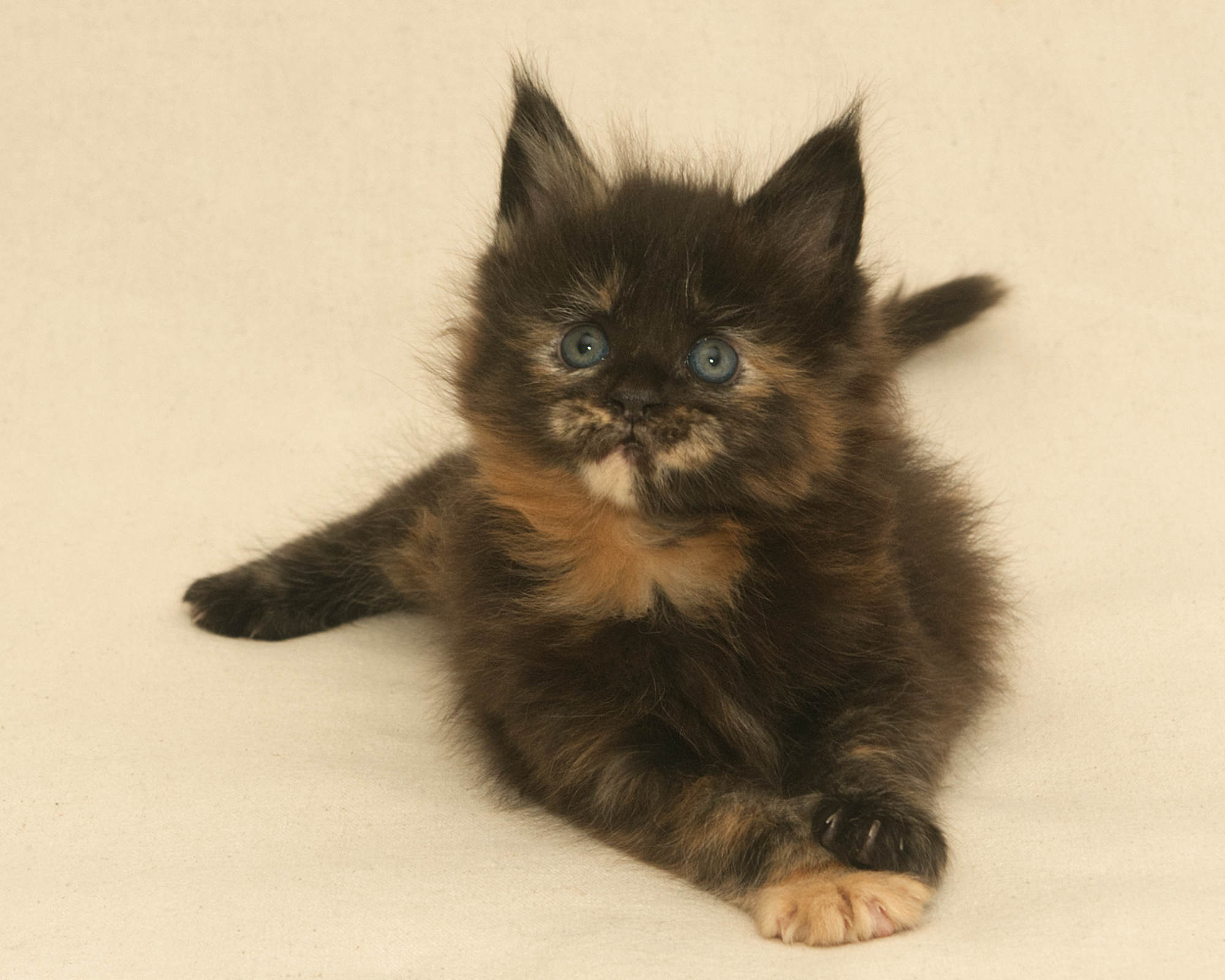 Black/Red Tortoiseshell Maine Coon of DLuxxy