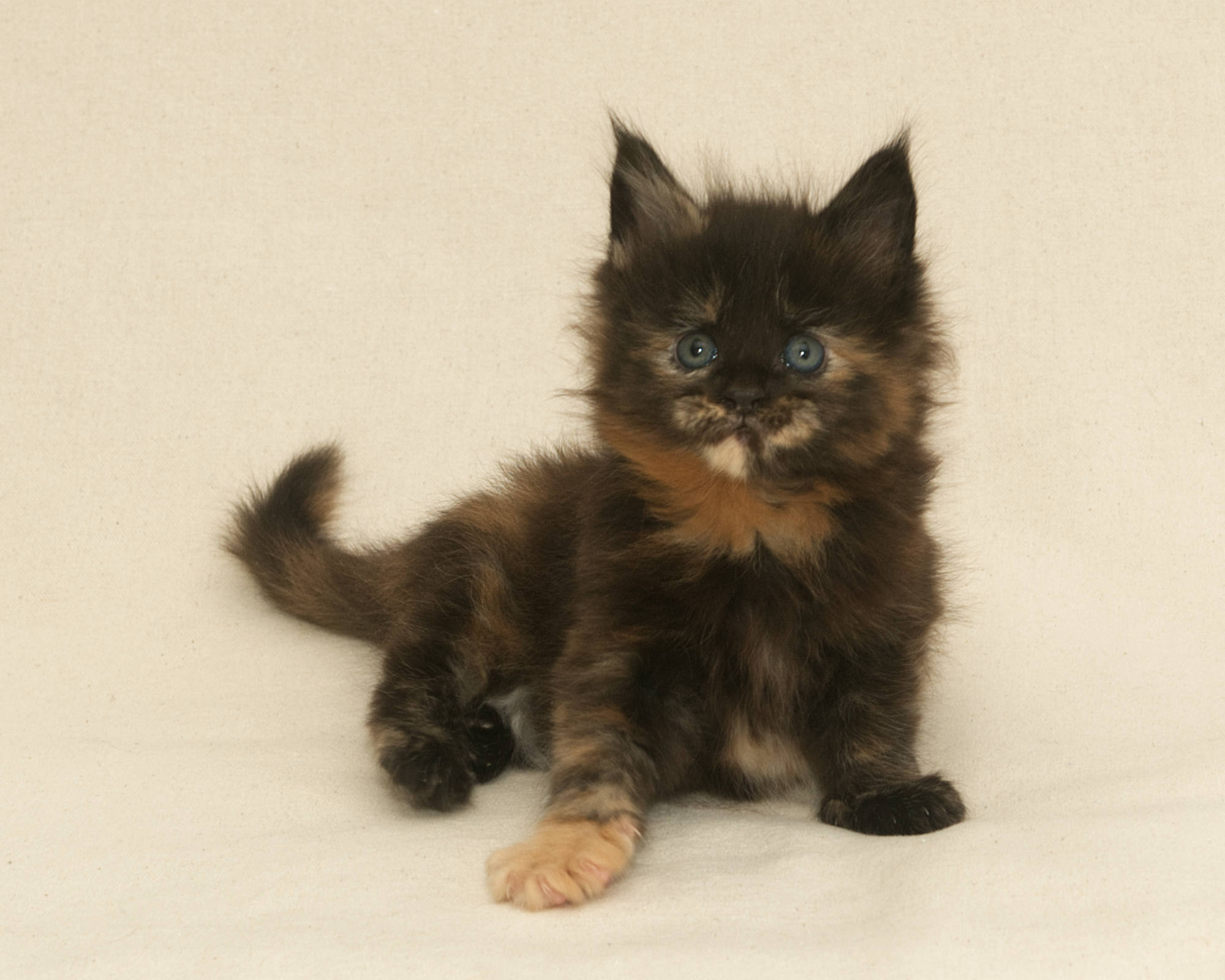 Black/Red Tortoiseshell Maine Coon of DLuxxy