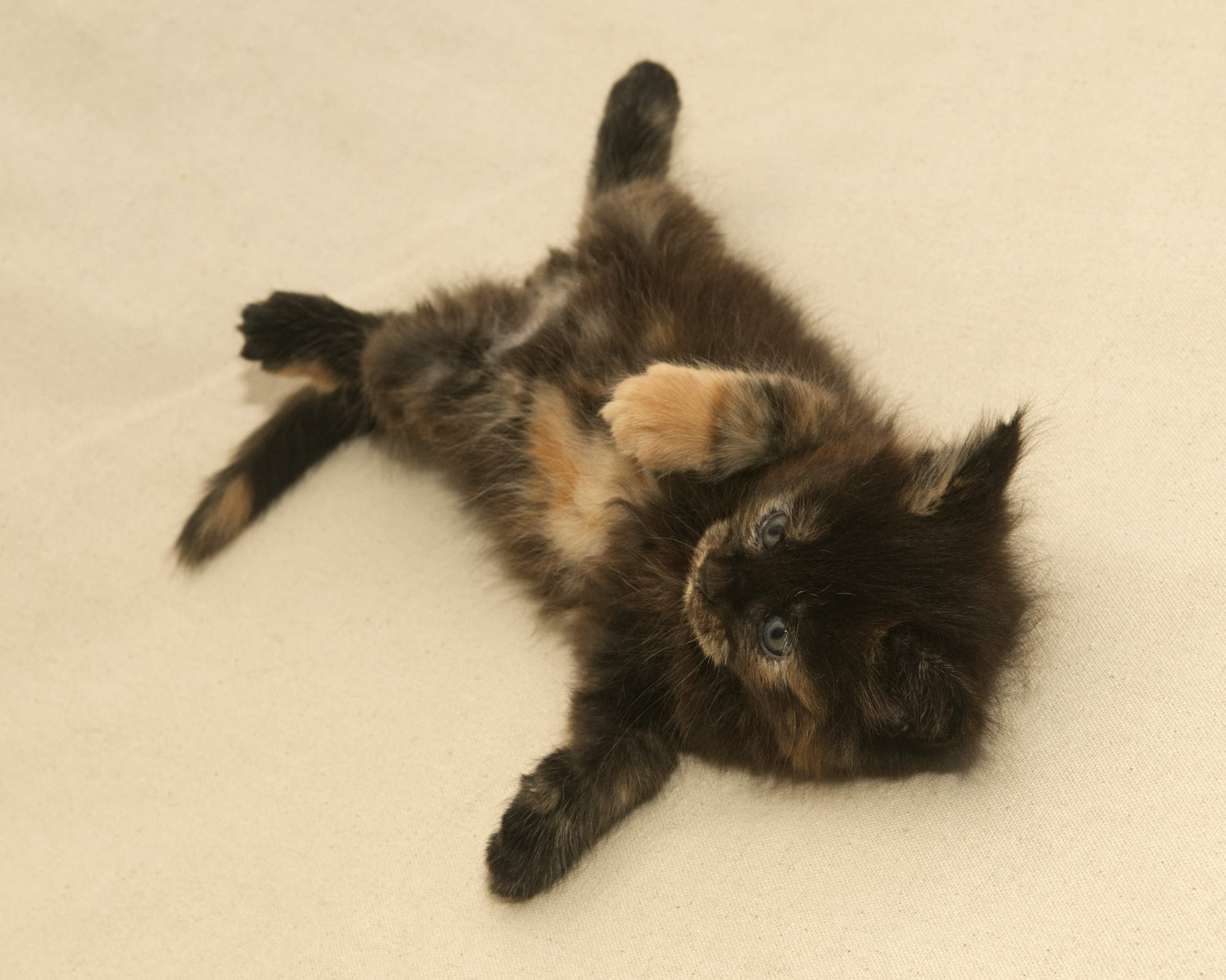 Black/Red Tortoiseshell Maine Coon of DLuxxy