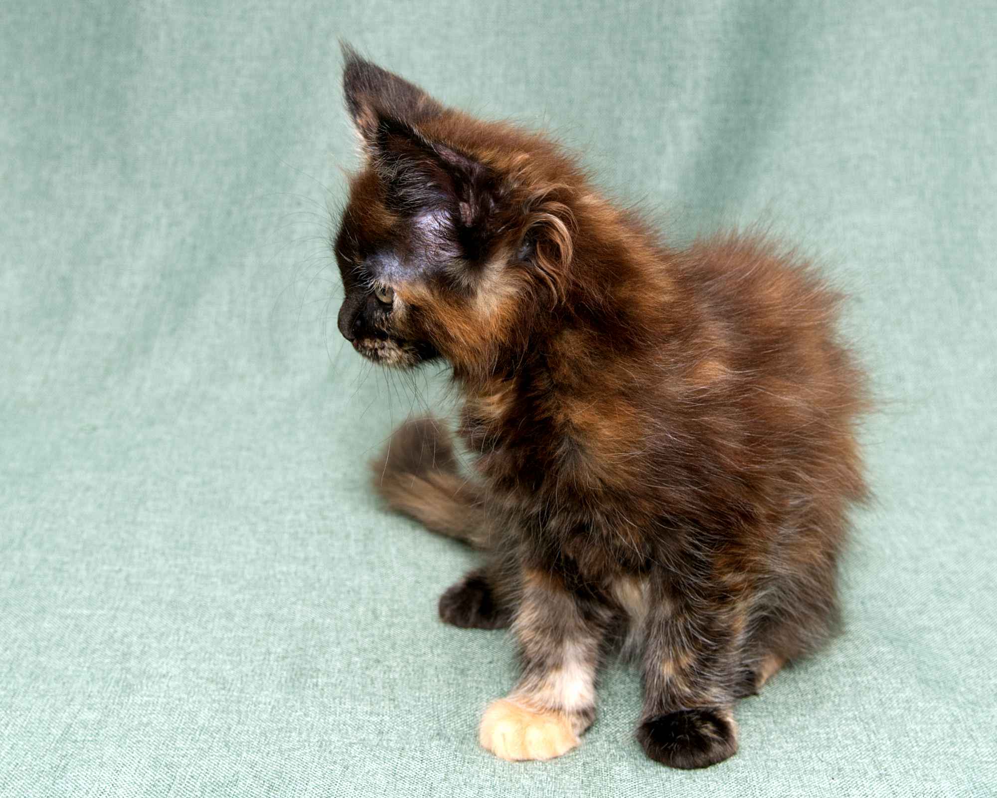 Black/Red Tortoiseshell Maine Coon of DLuxxy