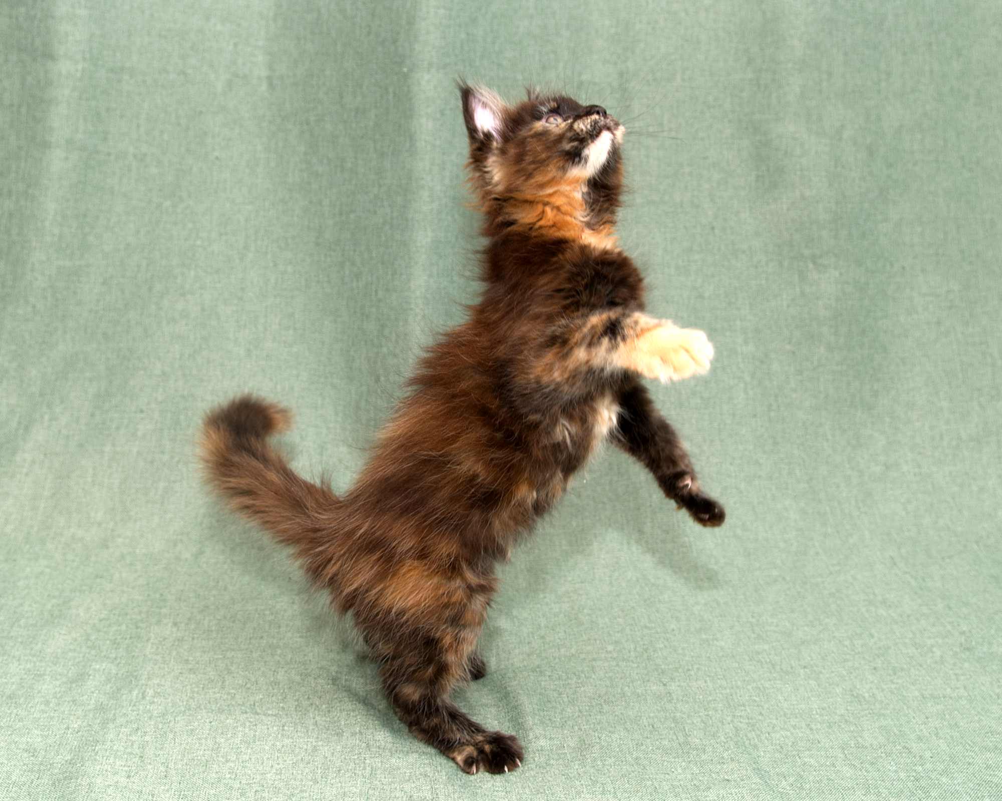 Black/Red Tortoiseshell Maine Coon of DLuxxy