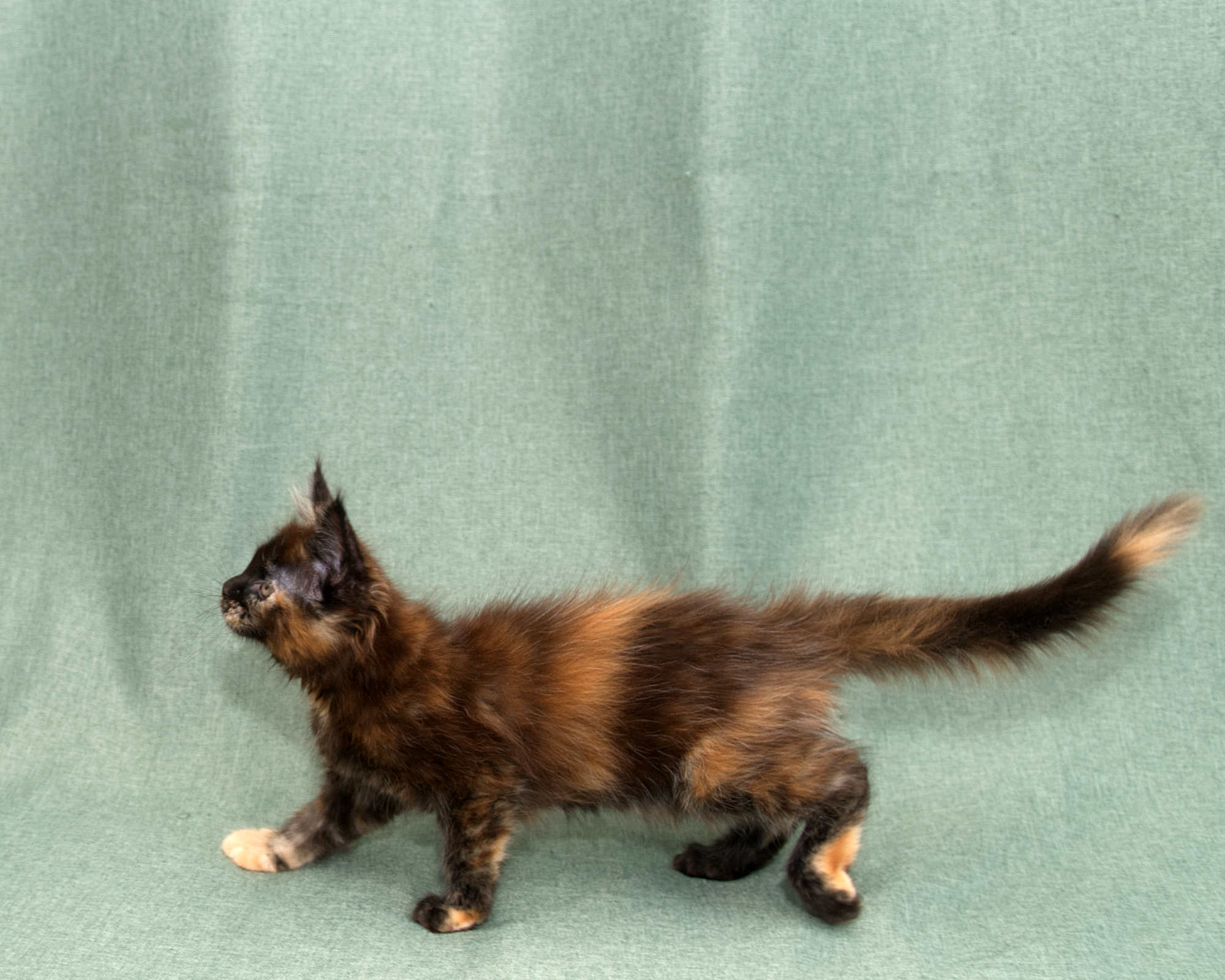 Black/Red Tortoiseshell Maine Coon of DLuxxy