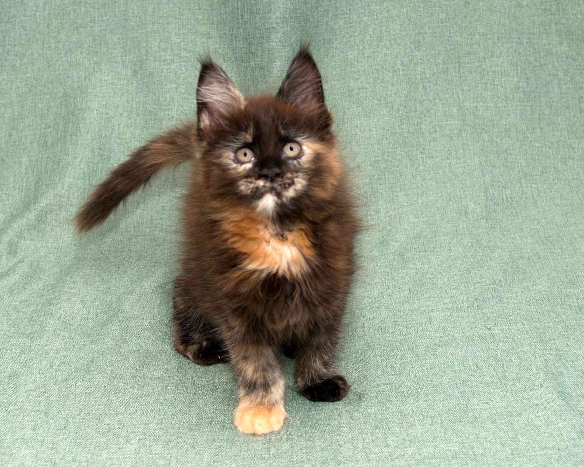 Black/Red Tortoiseshell Maine Coon of DLuxxy