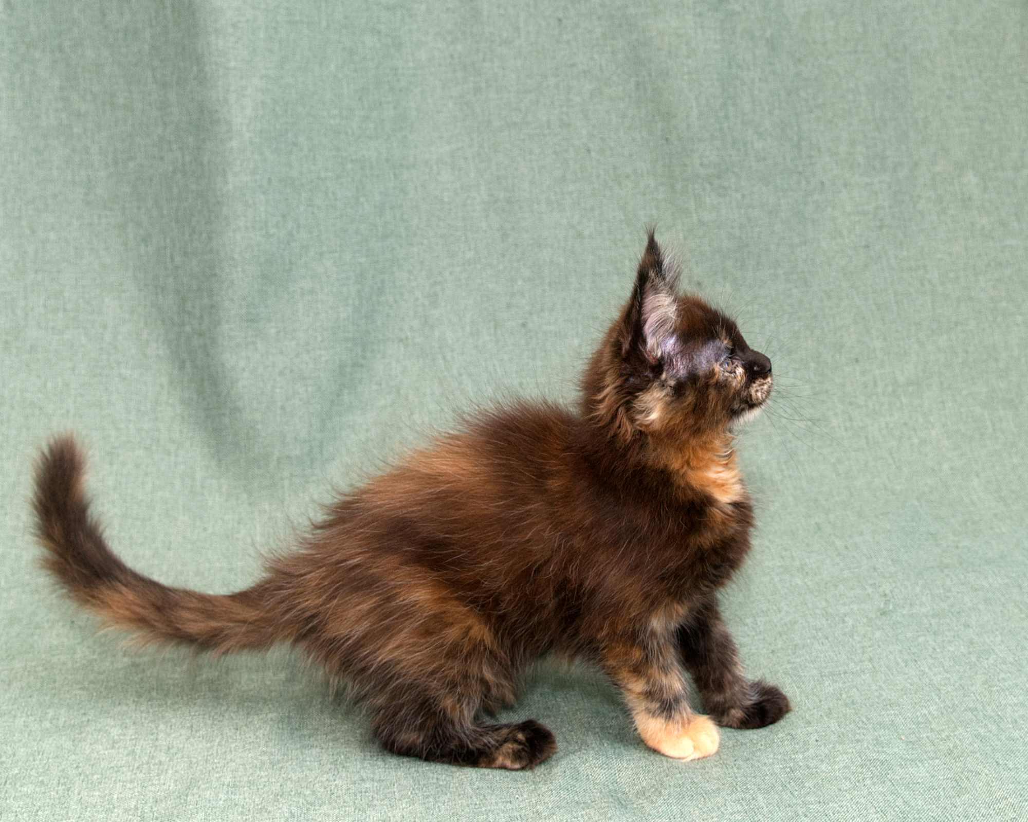 Black/Red Tortoiseshell Maine Coon of DLuxxy