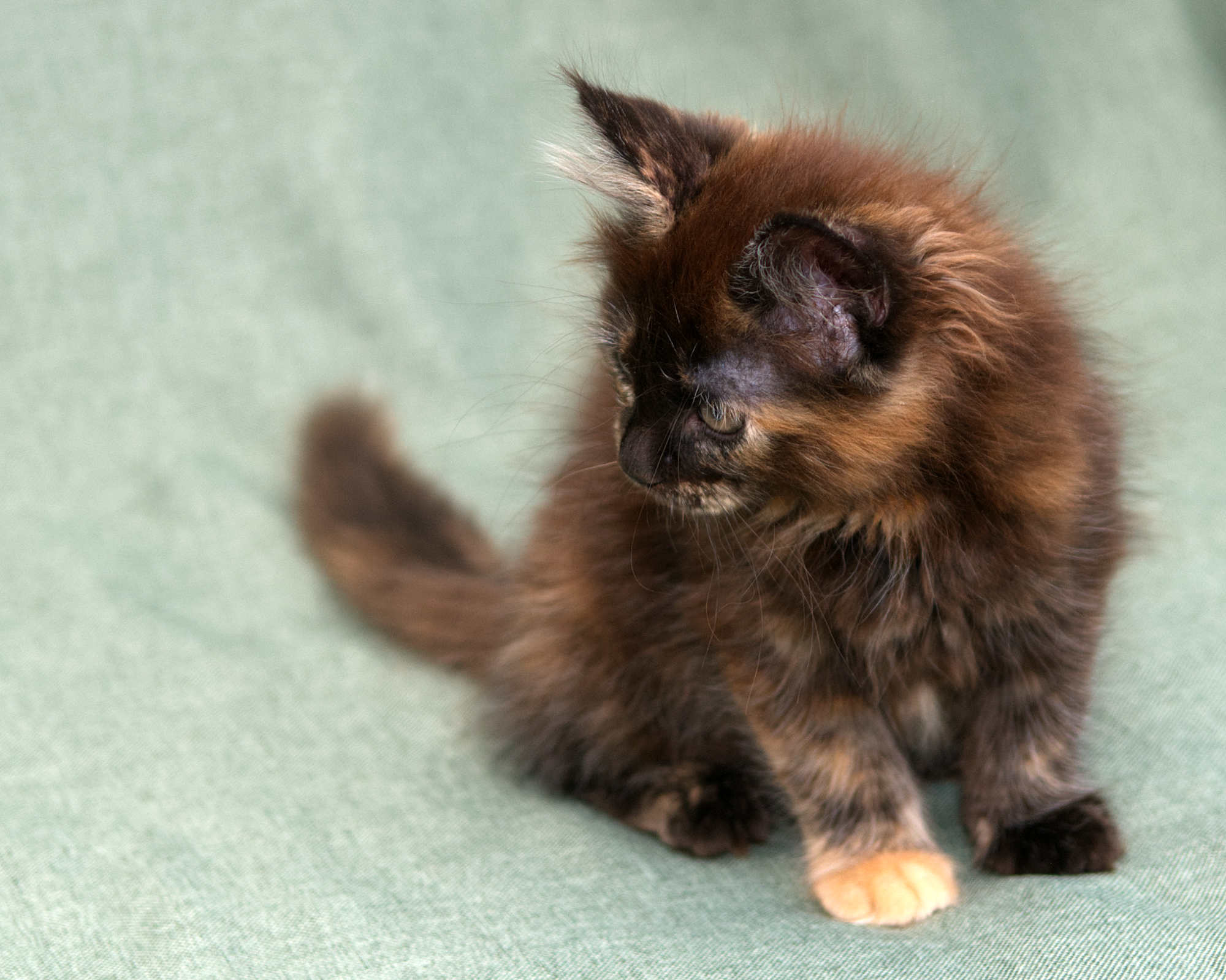 Black/Red Tortoiseshell Maine Coon of DLuxxy