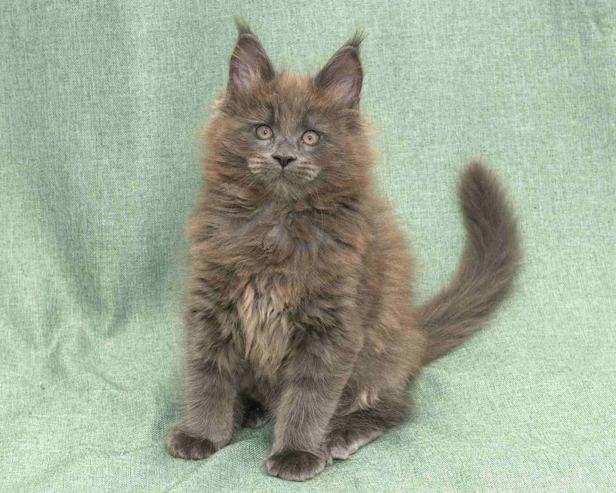 Blue Maine Coon Kitten Linden - Side Profile