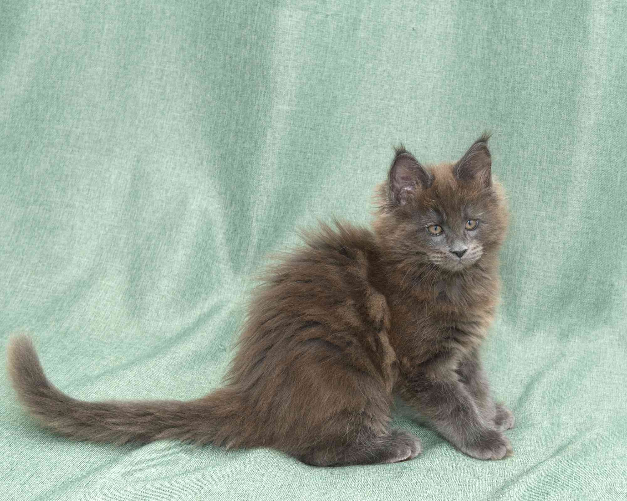 Blue Maine Coon Kitten Linden - Side Profile