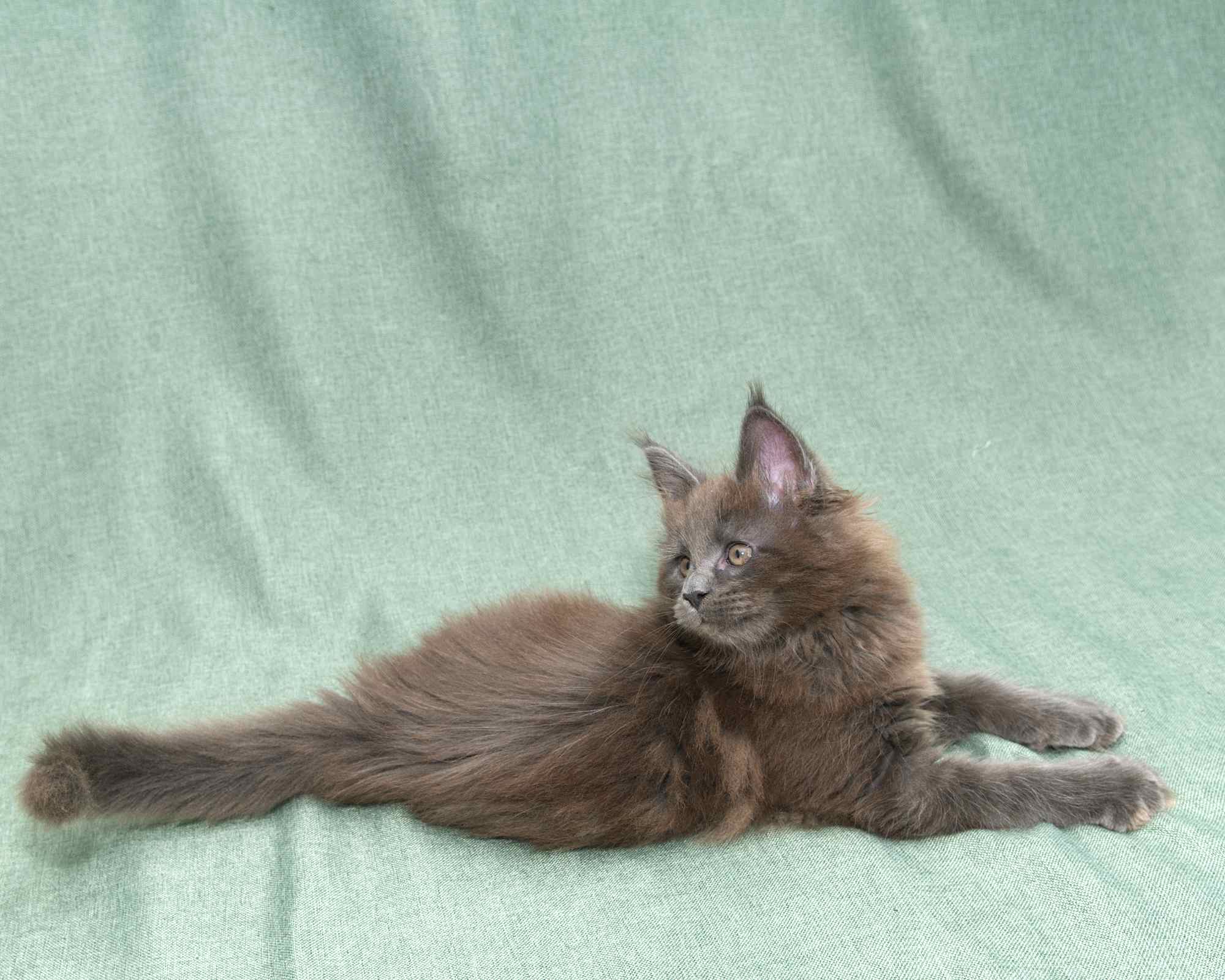Blue Maine Coon Kitten Linden - Side Profile