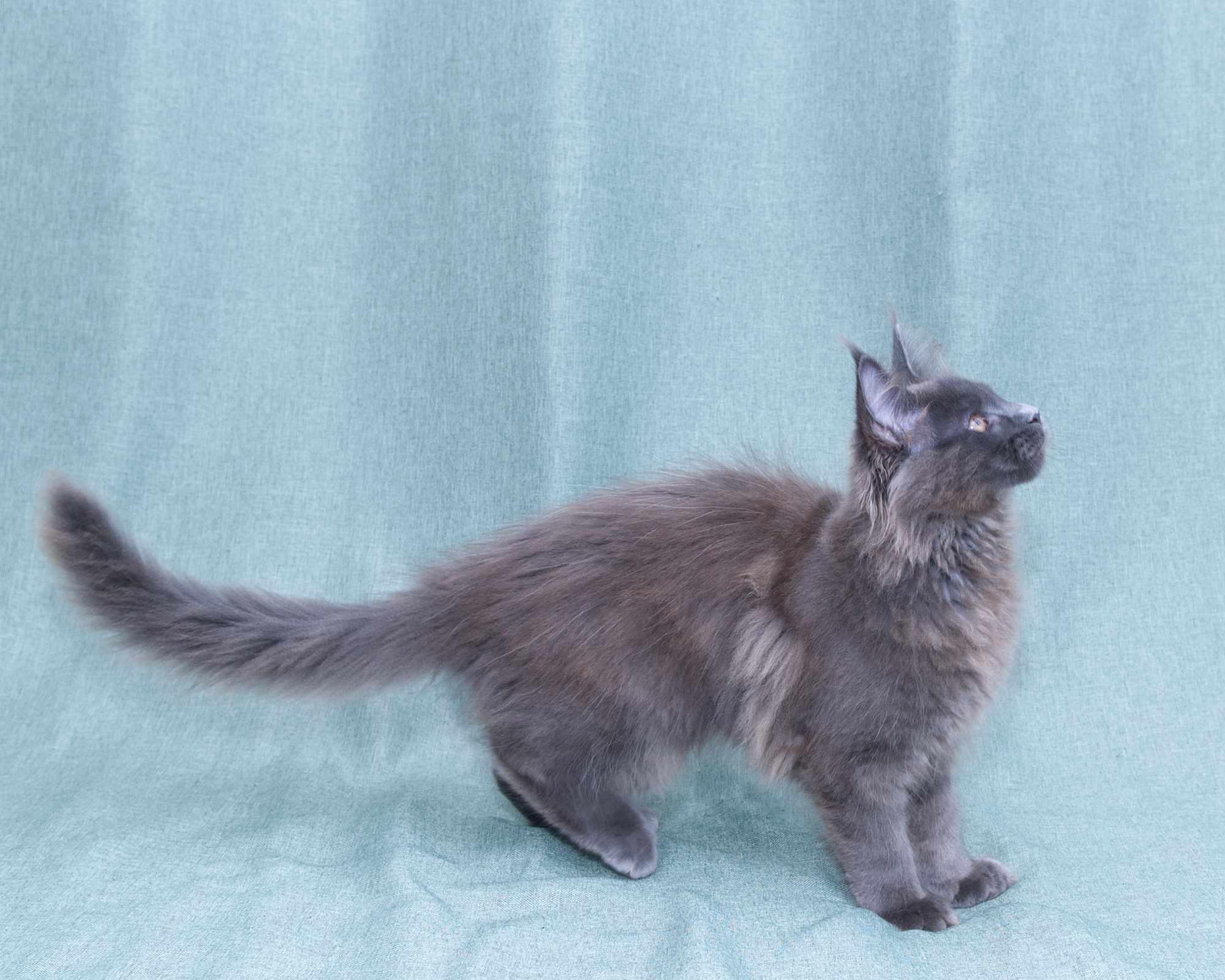 Blue Maine Coon Kitten Linden - Side Profile