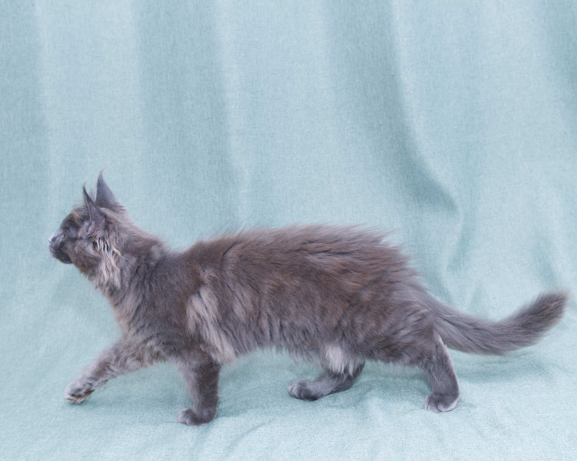 Blue Maine Coon Kitten Linden - Side Profile