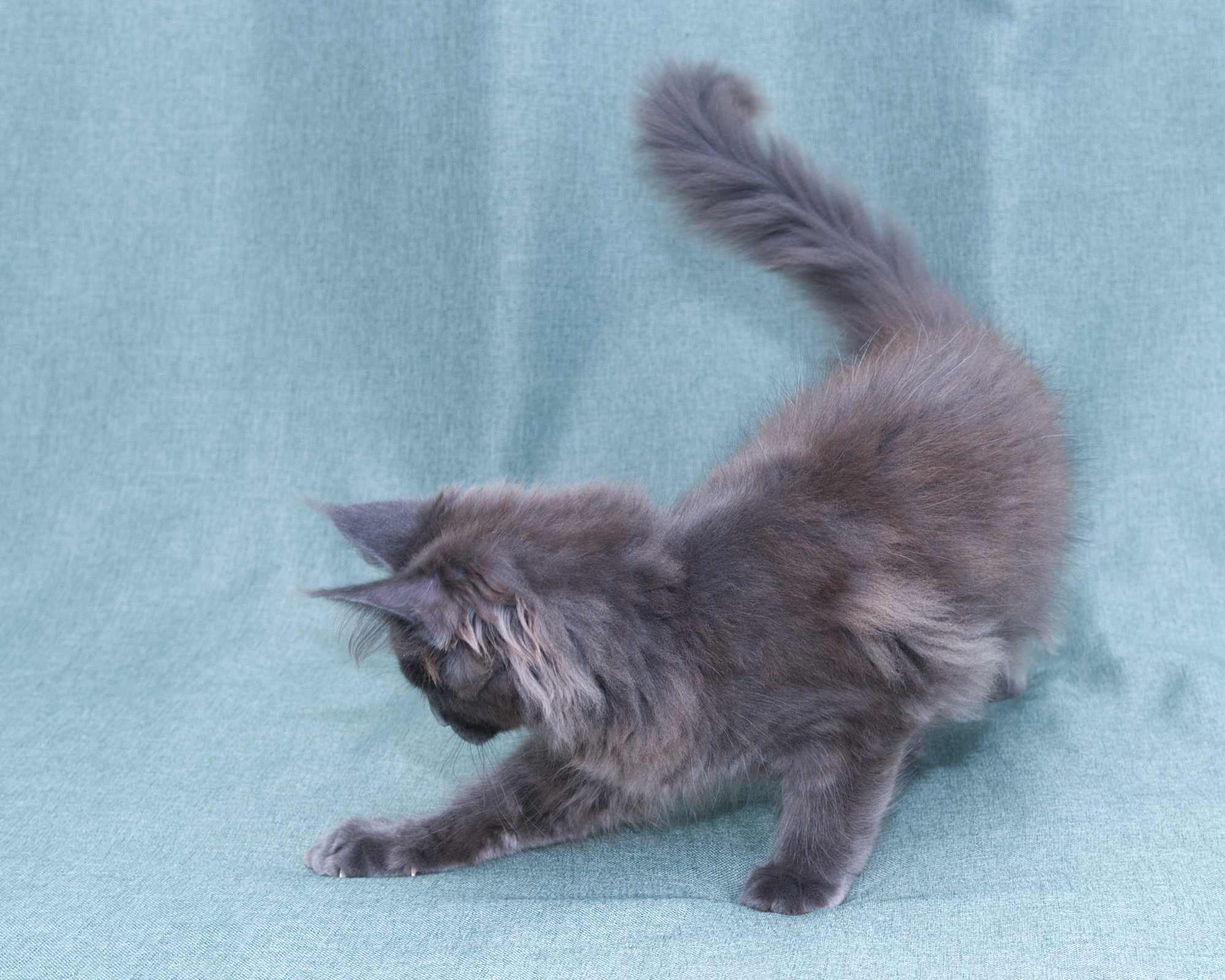 Blue Maine Coon Kitten Linden - Side Profile