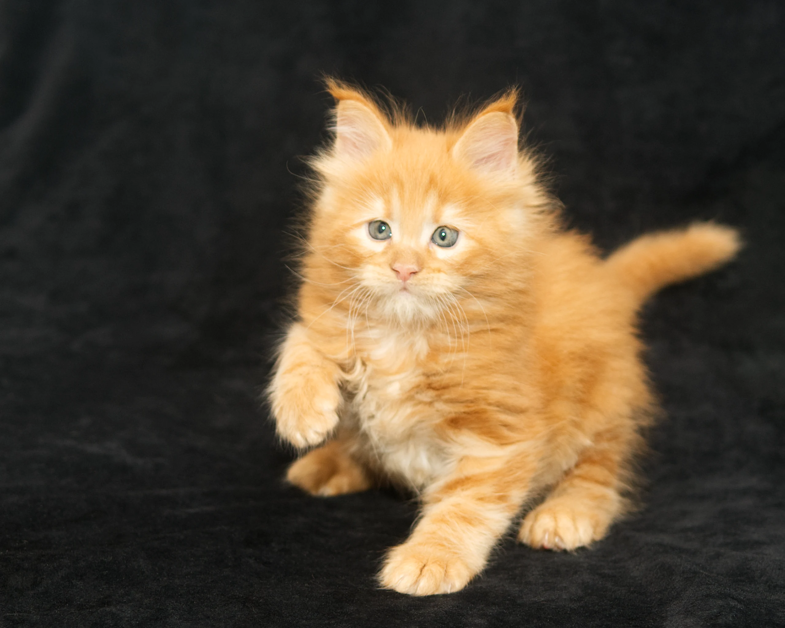 Red classic tabby Maine Coon Kitten Alta of DLuxxy