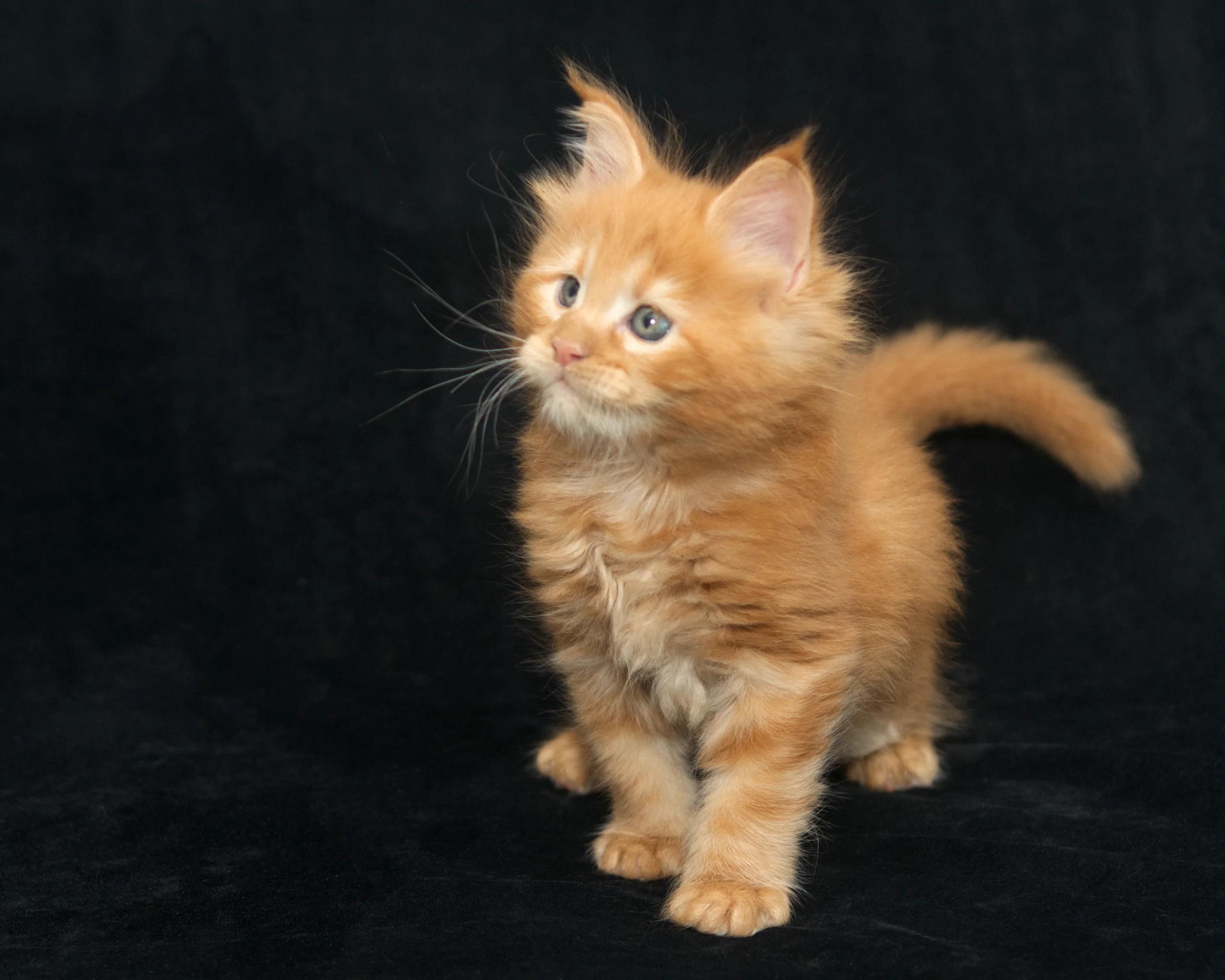 Red classic tabby Maine Coon Kitten Alta of DLuxxy