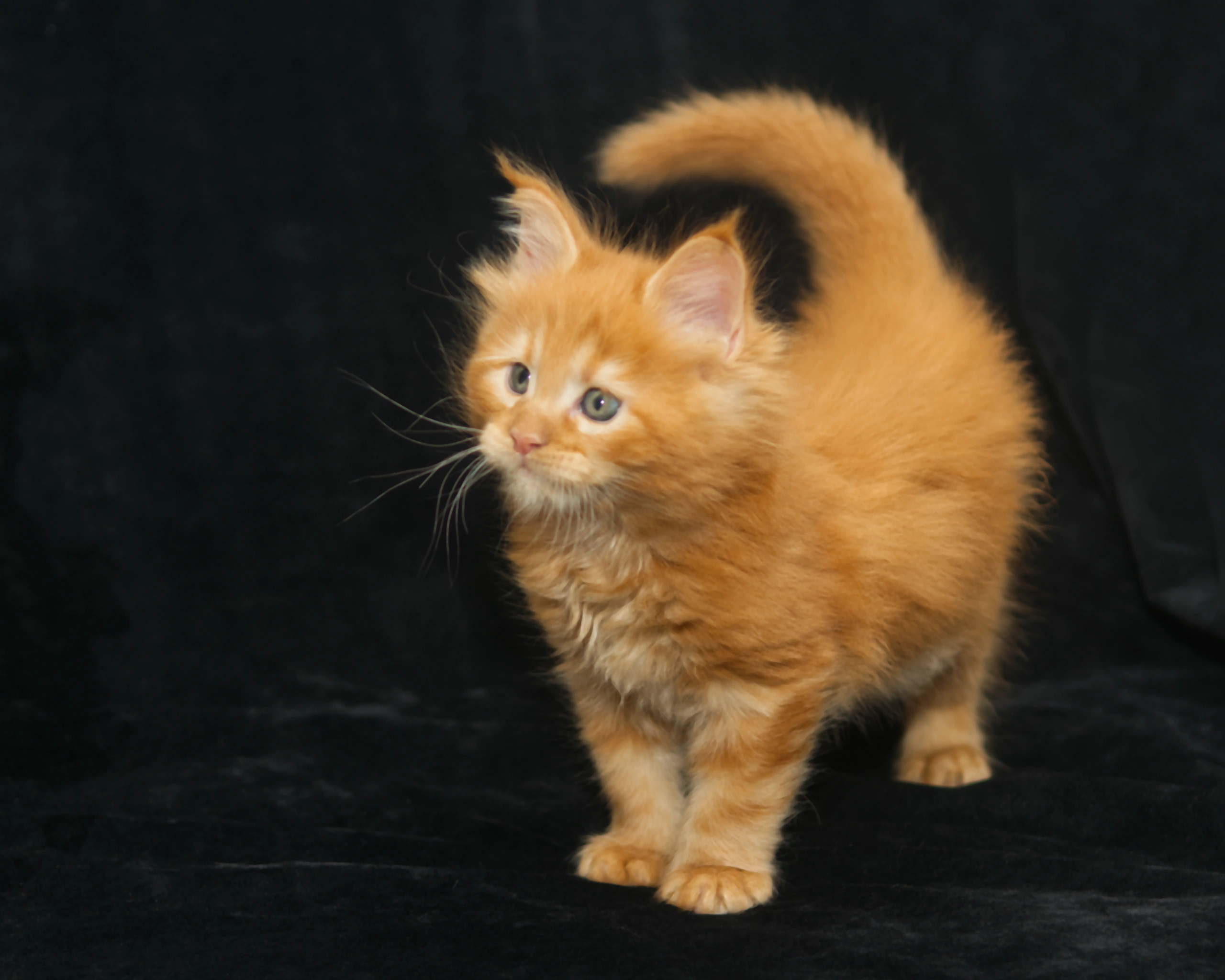 Red classic tabby Maine Coon Kitten Alta of DLuxxy