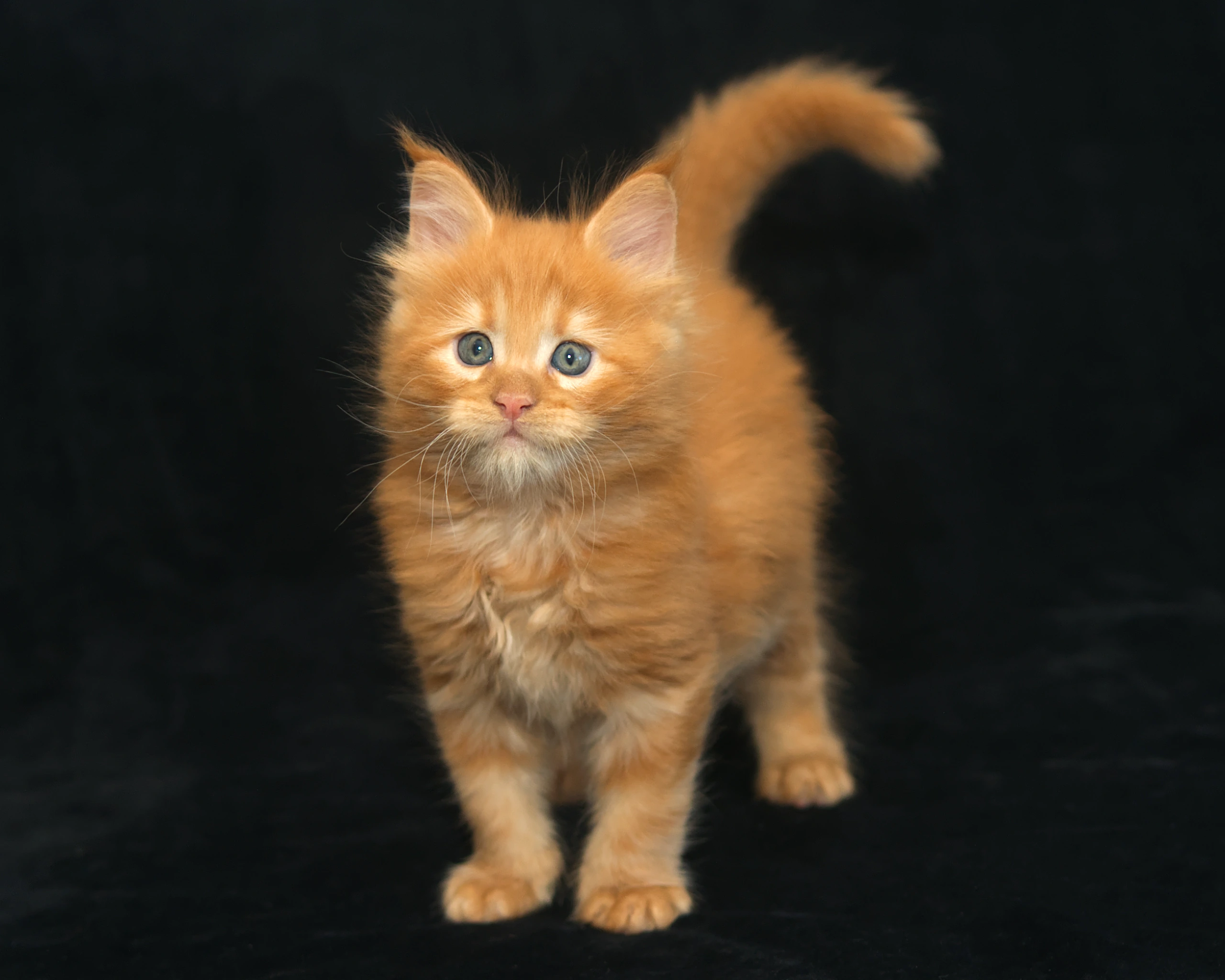 Red classic tabby Maine Coon Kitten Alta of DLuxxy