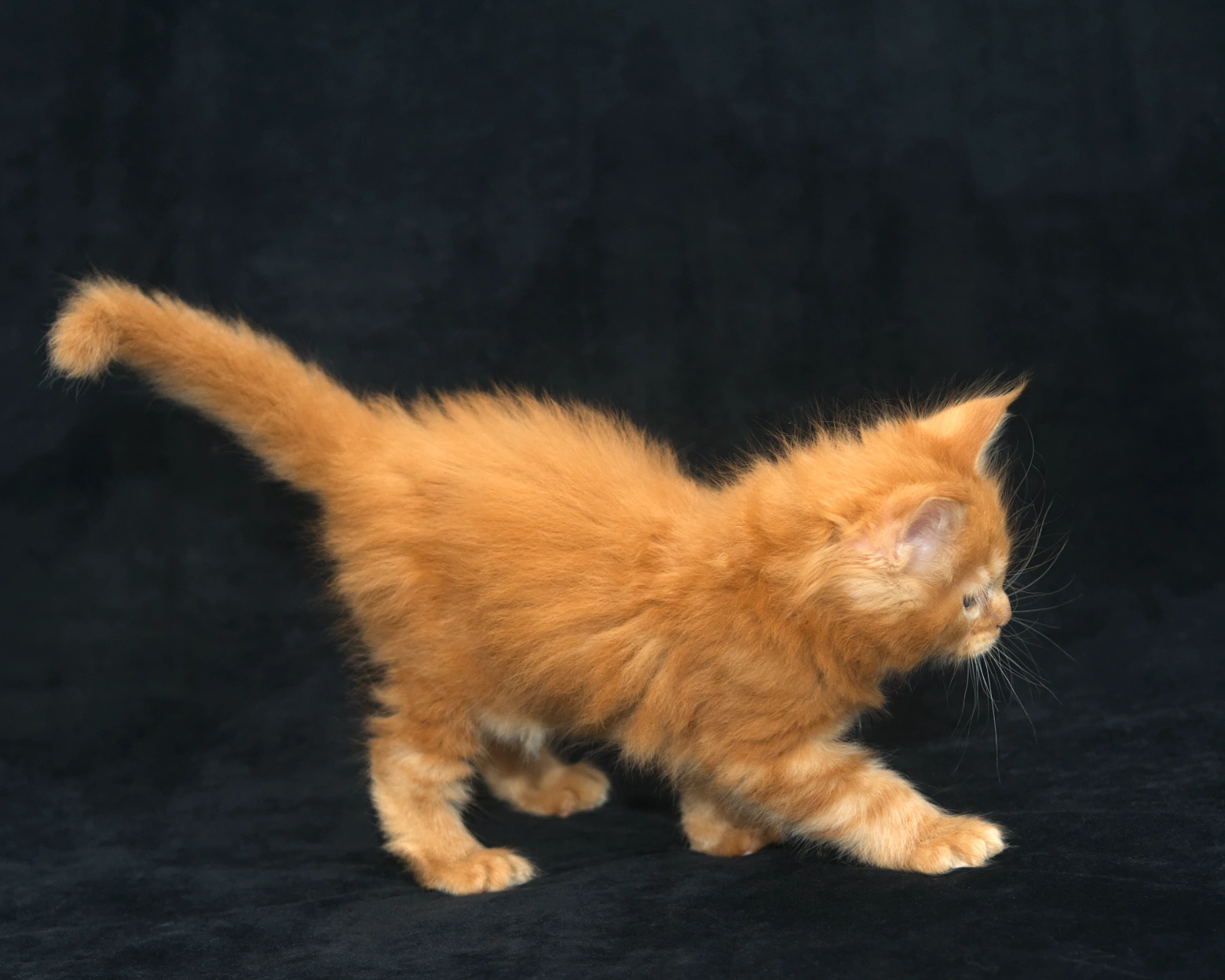 Red classic tabby Maine Coon Kitten Alta of DLuxxy