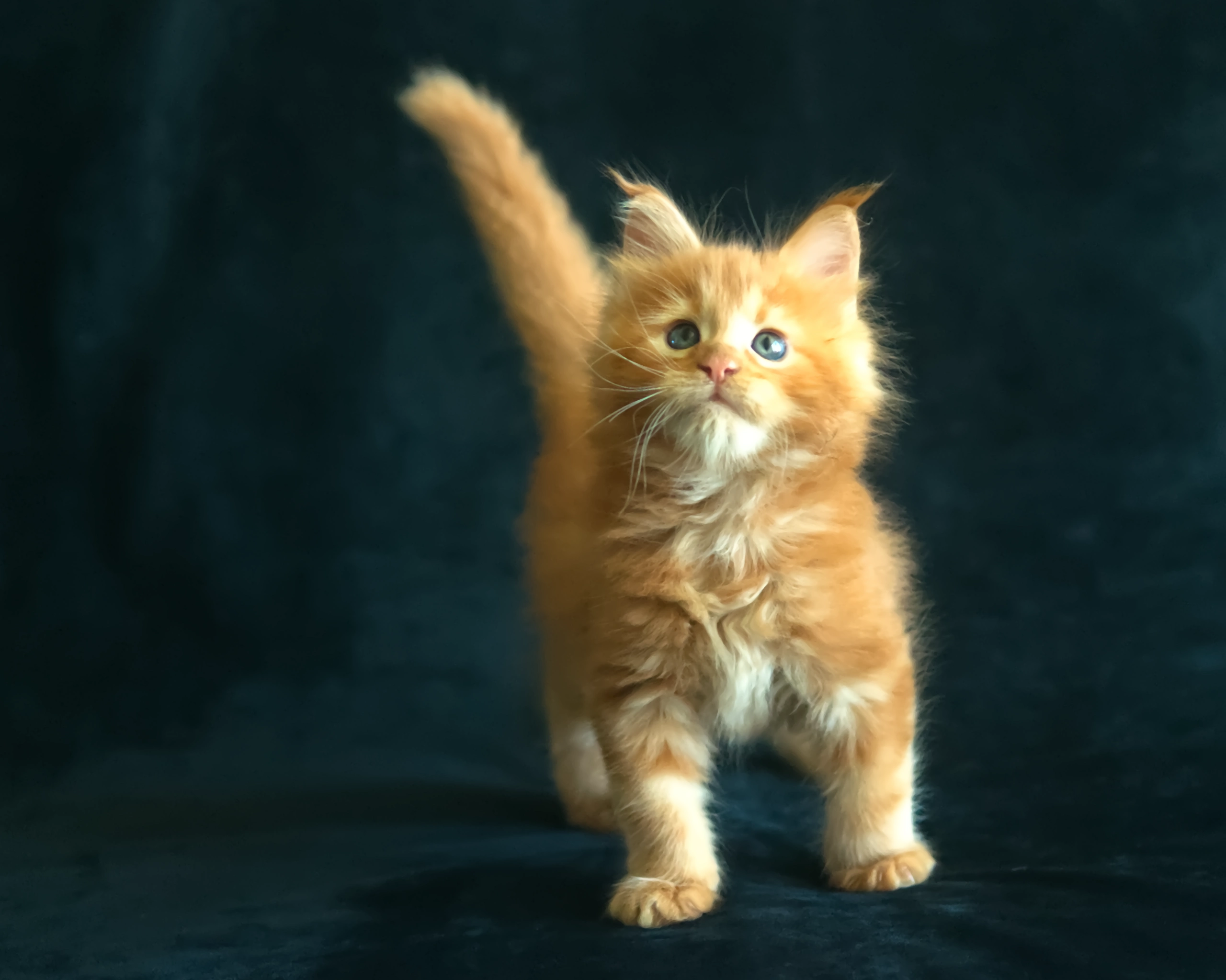Red classic tabby Maine Coon Kitten Alta of DLuxxy