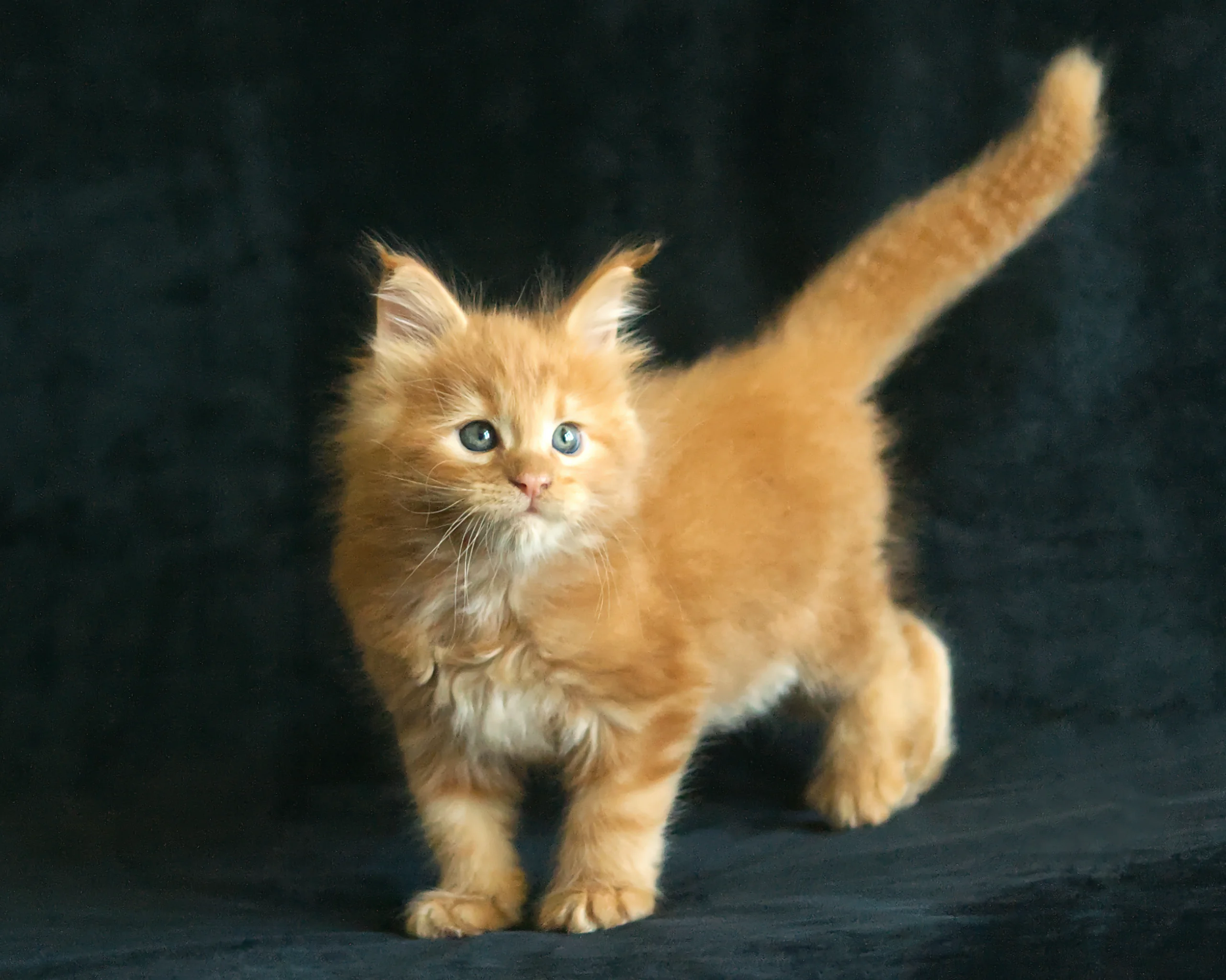 Red classic tabby Maine Coon Kitten Alta of DLuxxy