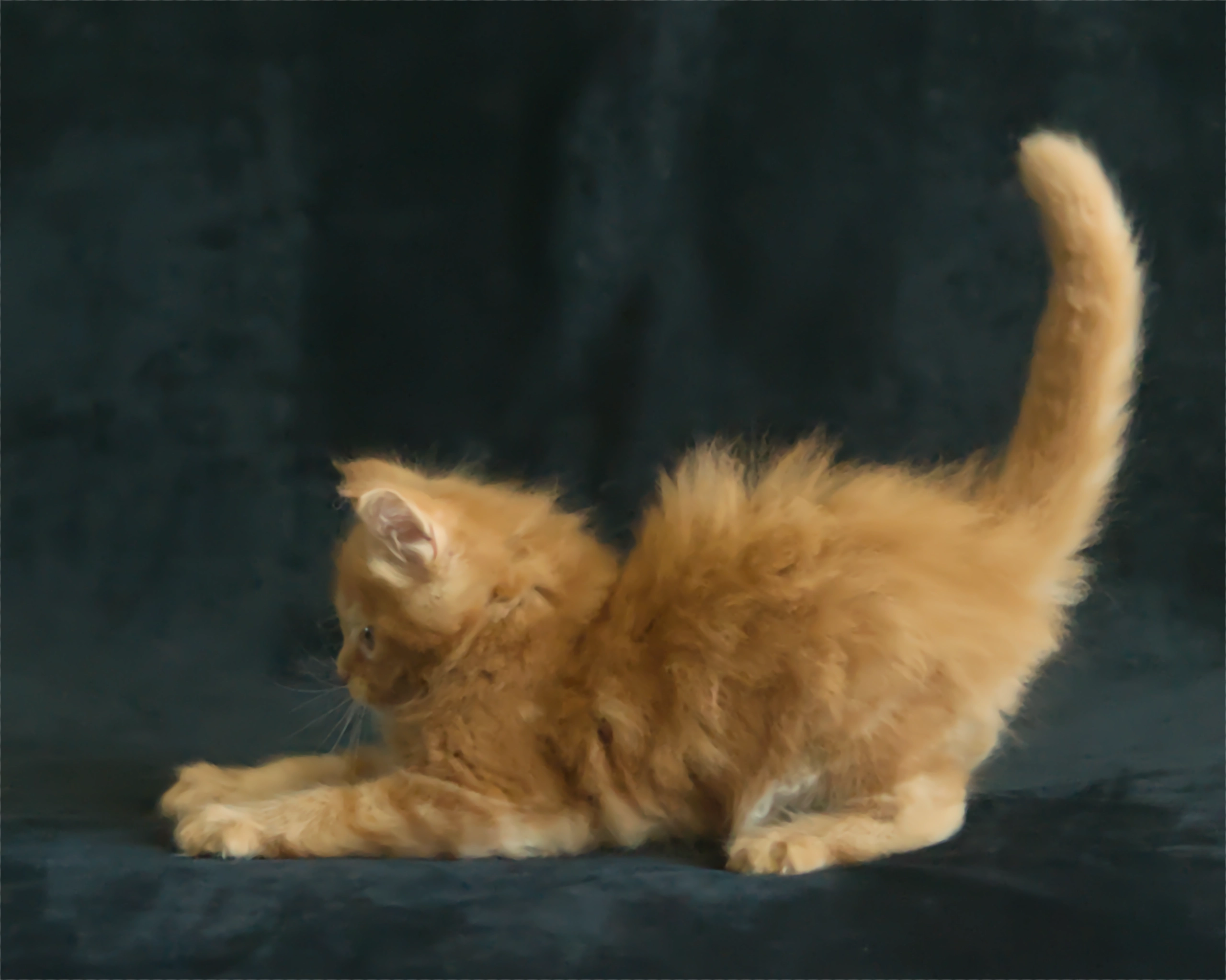 Red classic tabby Maine Coon Kitten Alta of DLuxxy