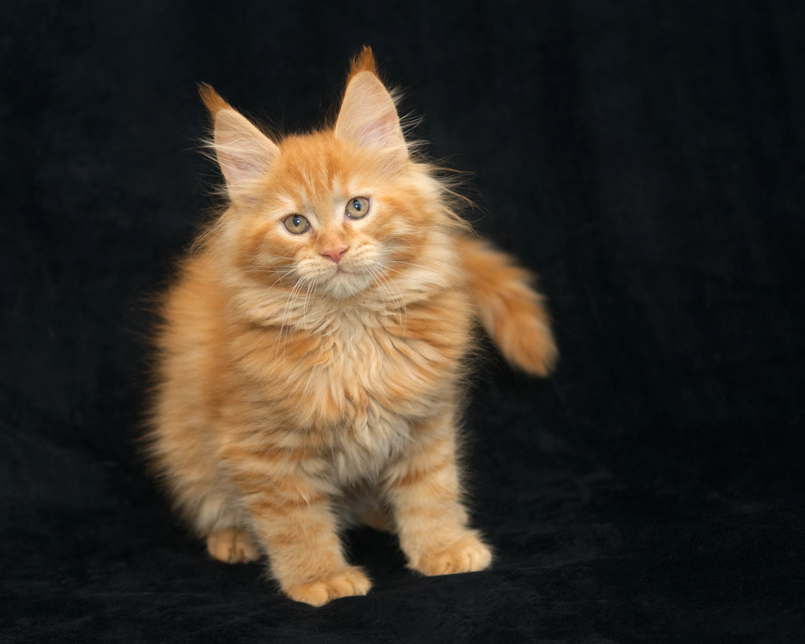 Orange mackerel tabby Maine Coon kitten Windy of DLuxxy