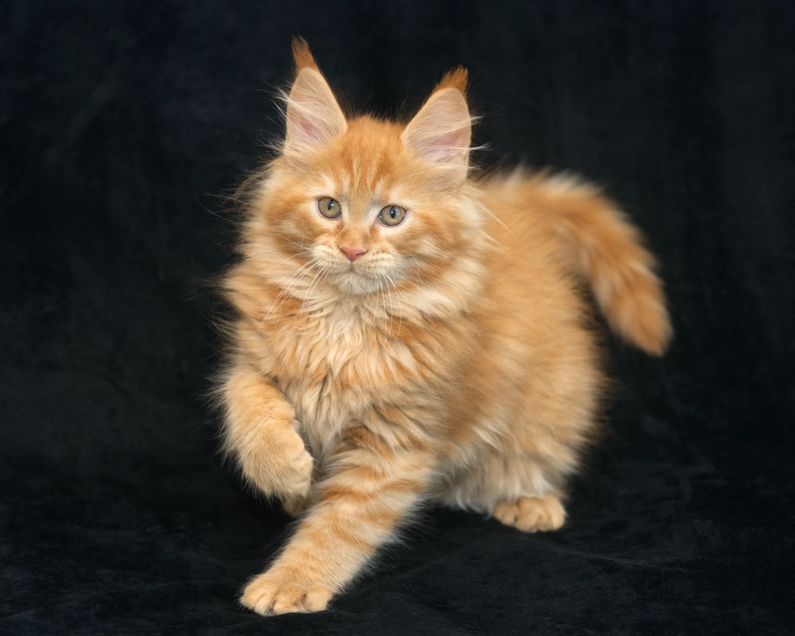 Healthy, Socialized Maine Coon Kittens for sale: Tucson & Nationwide