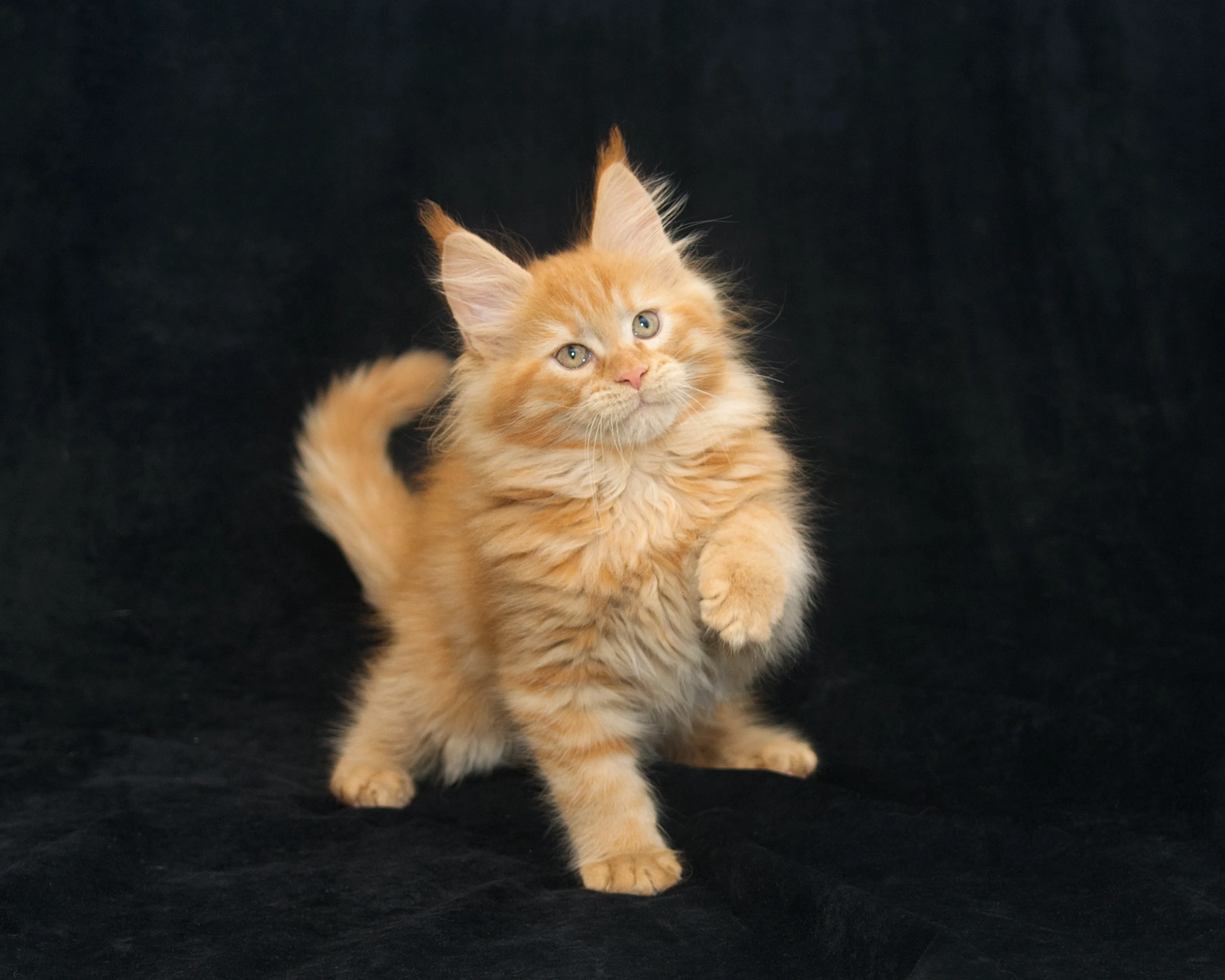 Available purebred Maine Coon kitten Windy of DLuxxy
