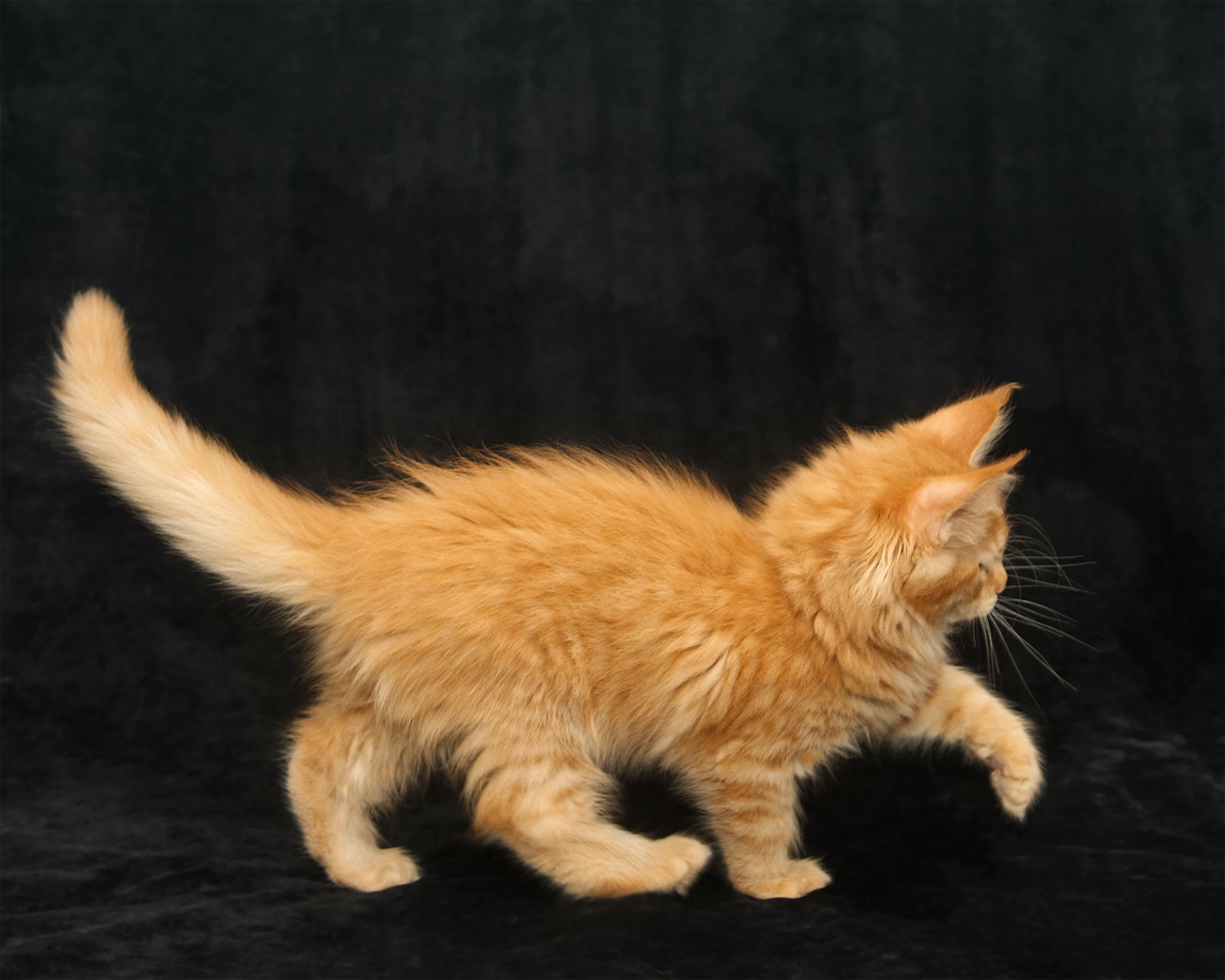 Orange mackerel tabby Maine Coon kitten Windy of DLuxxy