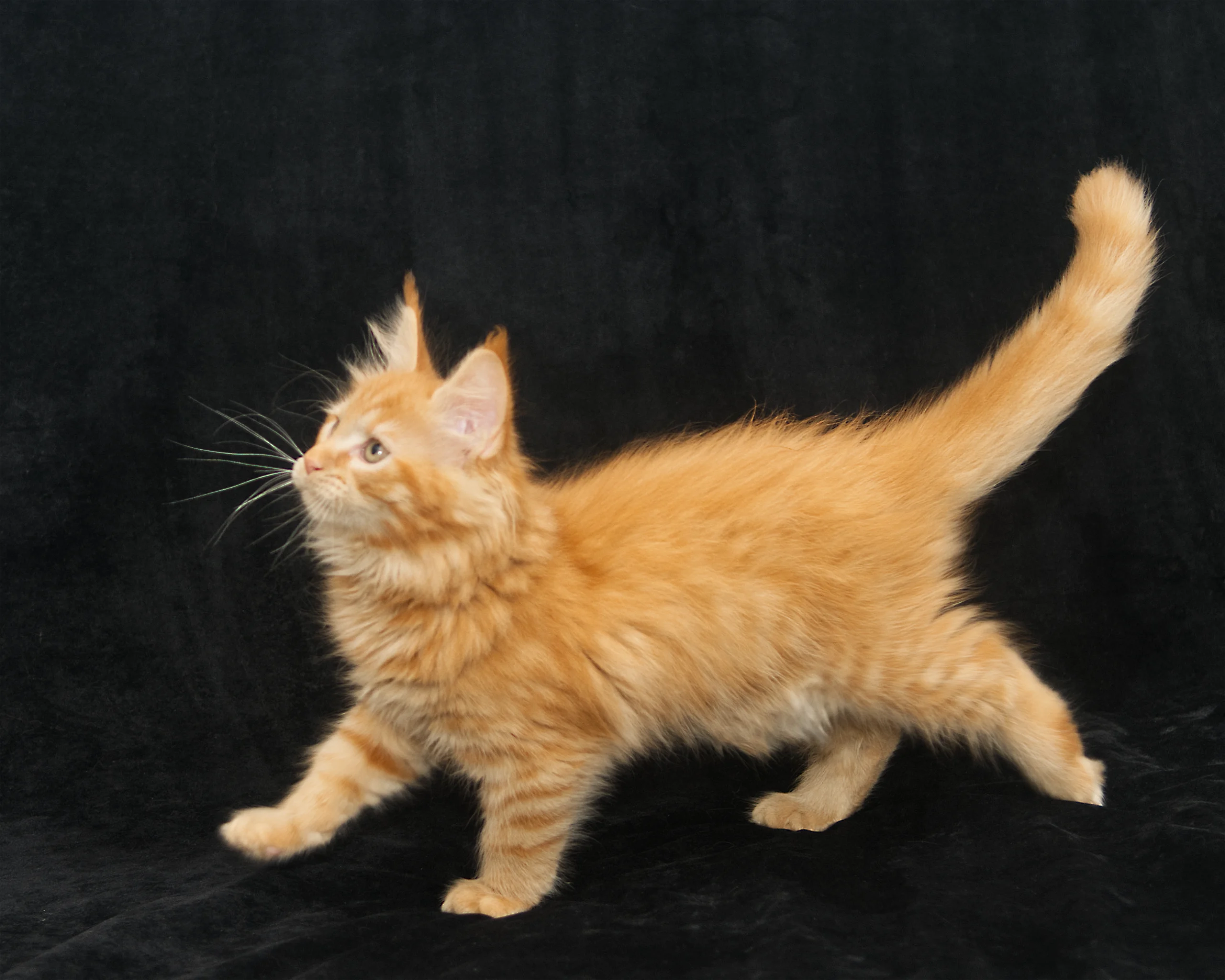 Orange mackerel tabby Maine Coon kitten Windy of DLuxxy