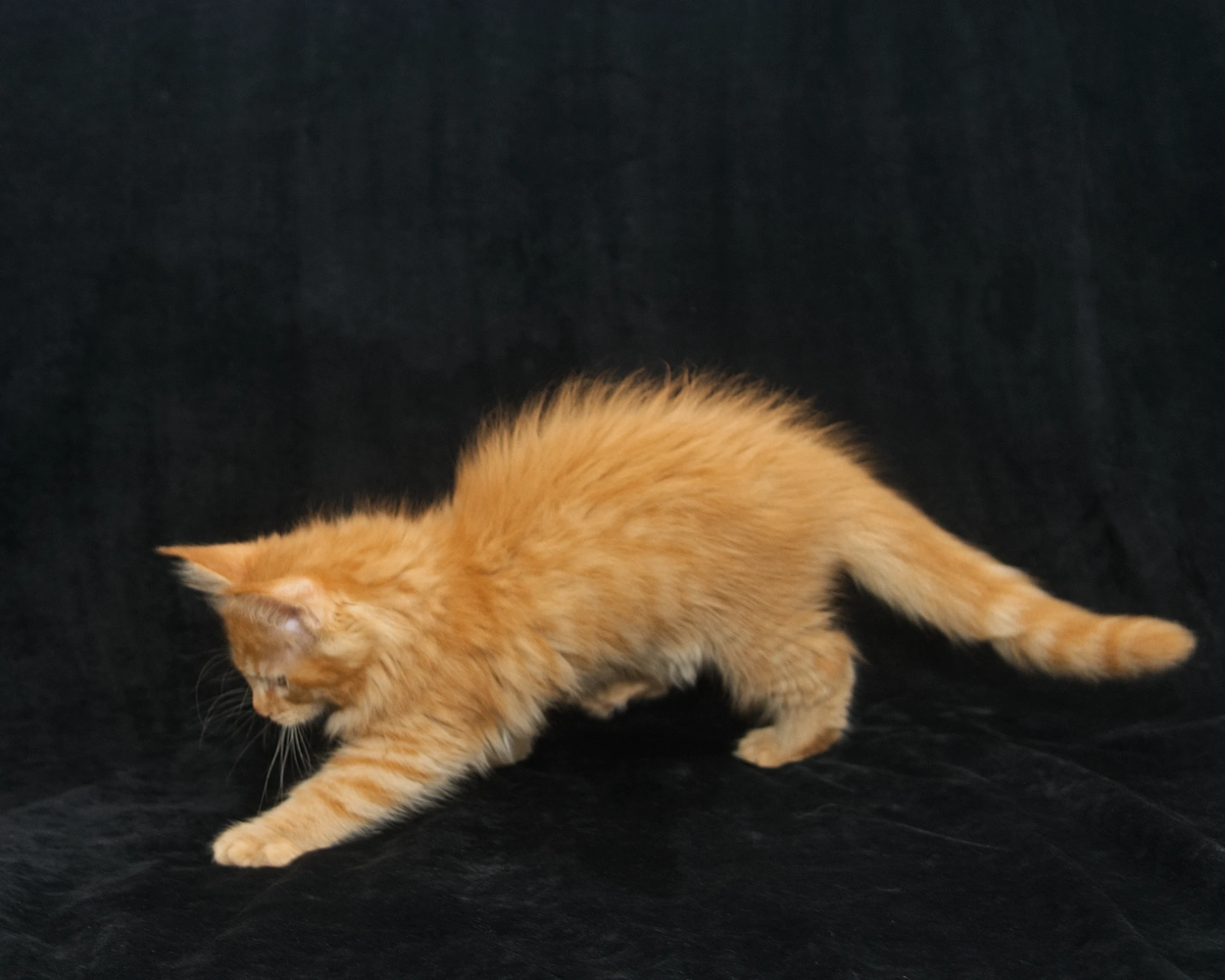 Orange mackerel tabby Maine Coon kitten Windy of DLuxxy