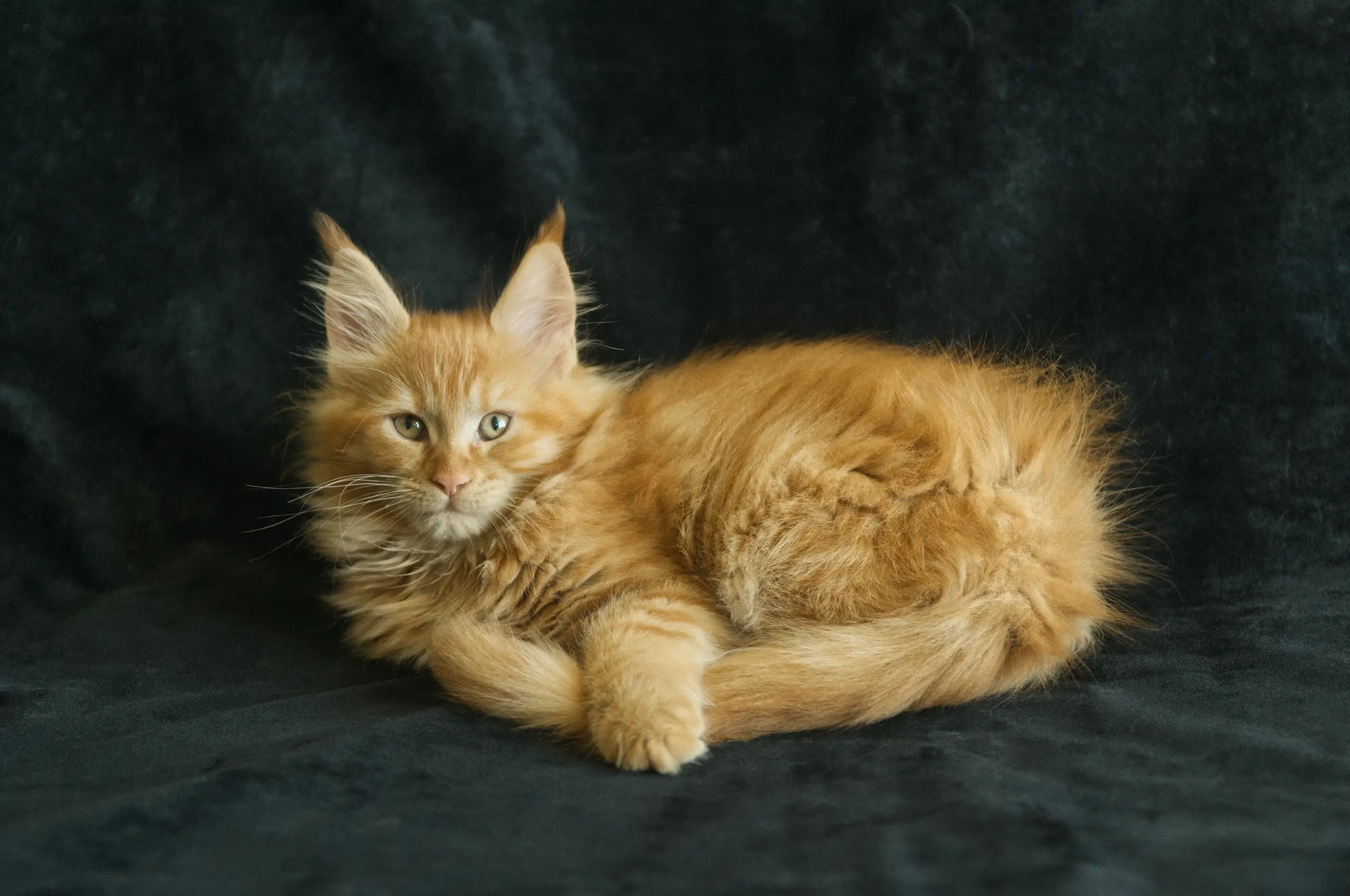 Orange mackerel tabby Maine Coon kitten Windy of DLuxxy