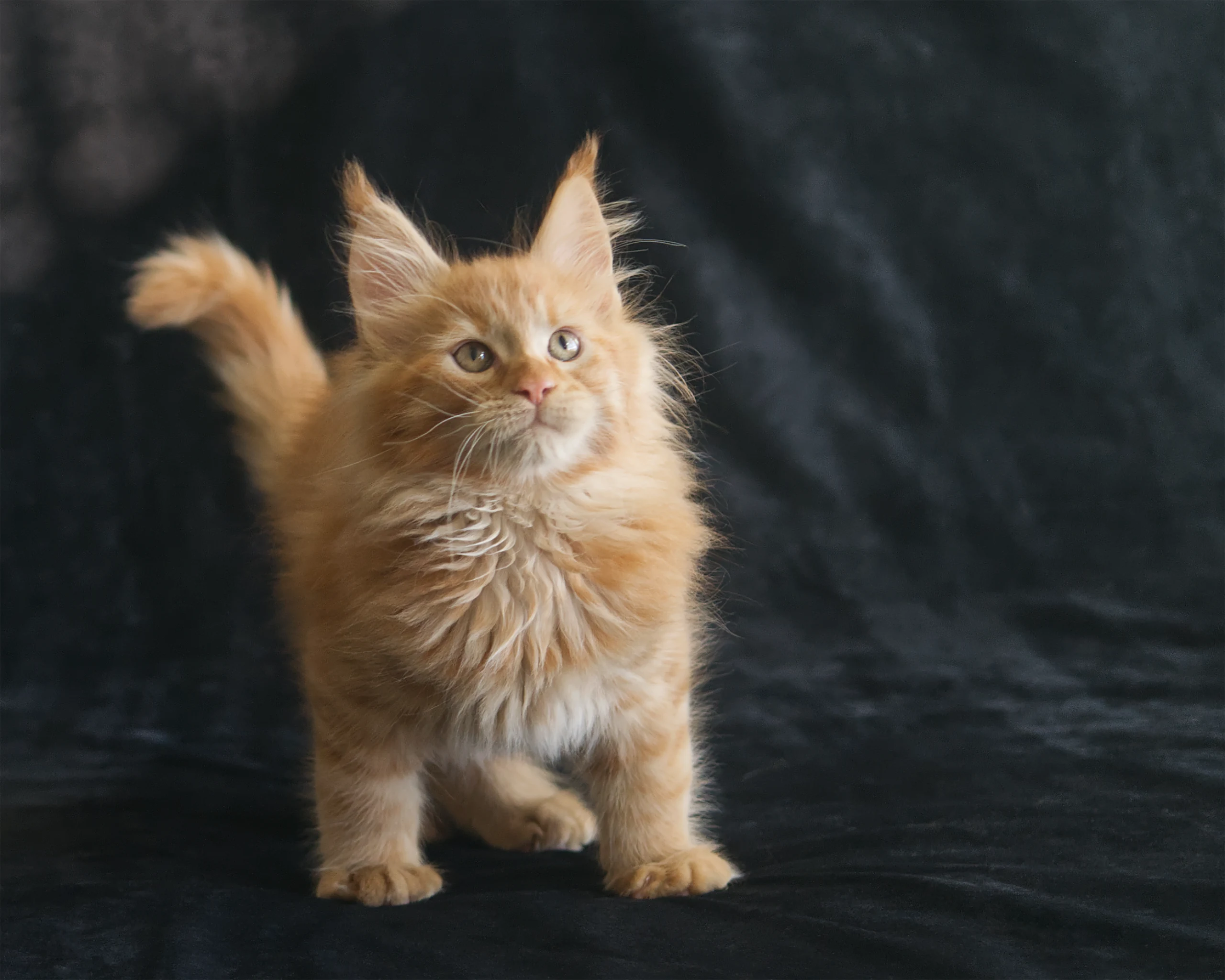 Orange mackerel tabby Maine Coon kitten Windy of DLuxxy