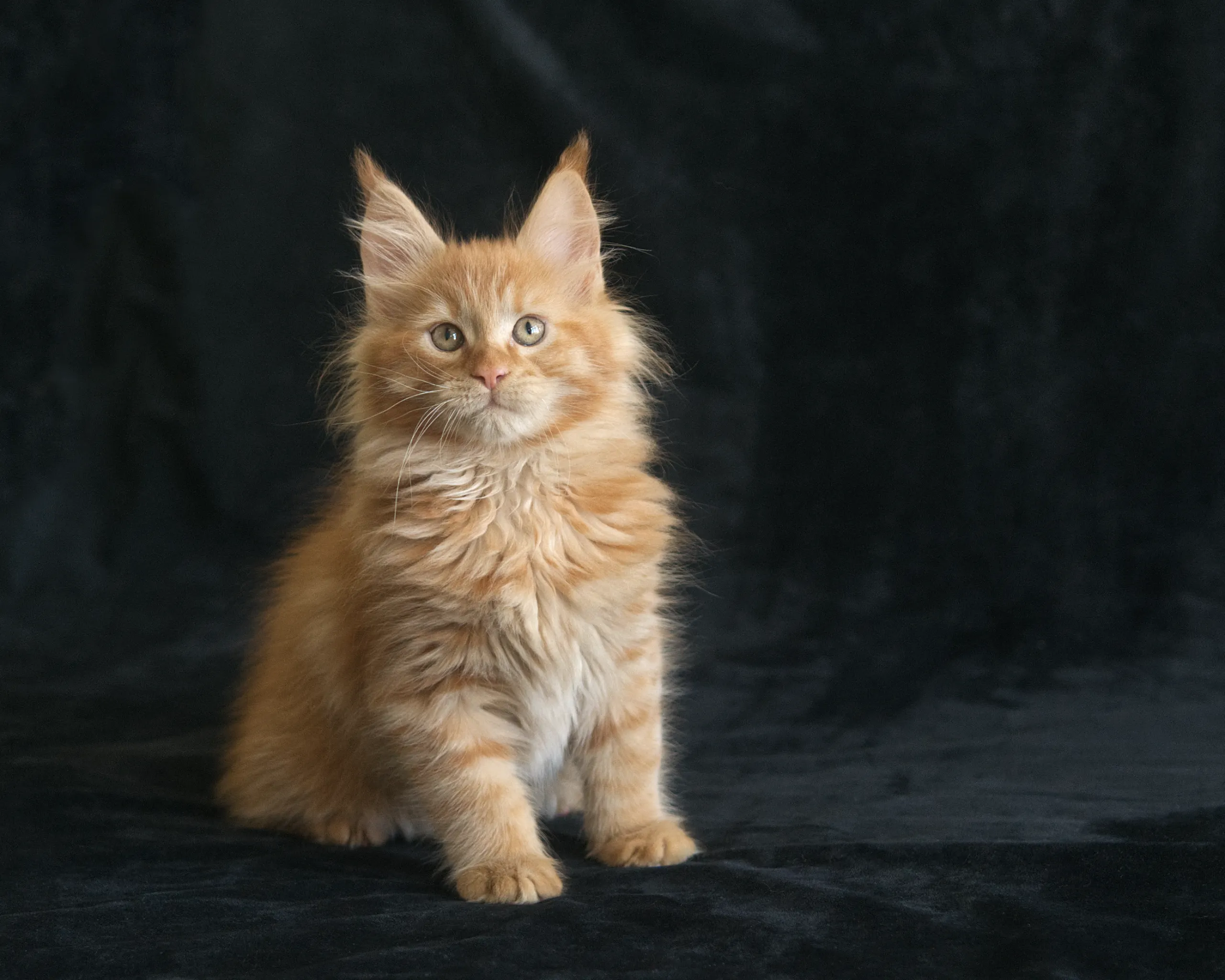 Orange mackerel tabby Maine Coon kitten Windy of DLuxxy