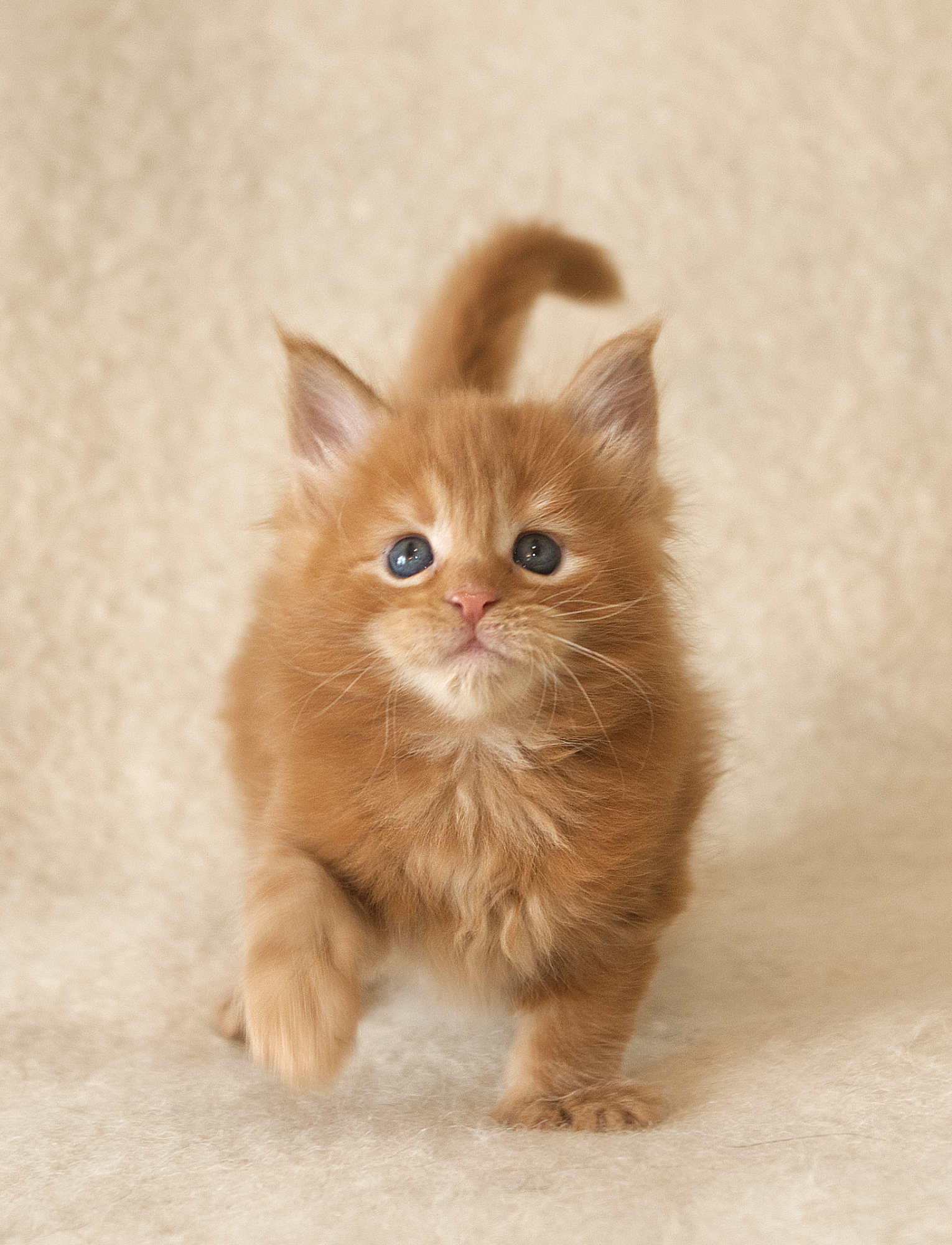 A beautiful red DLuxxy Maine Coon kitten Elara