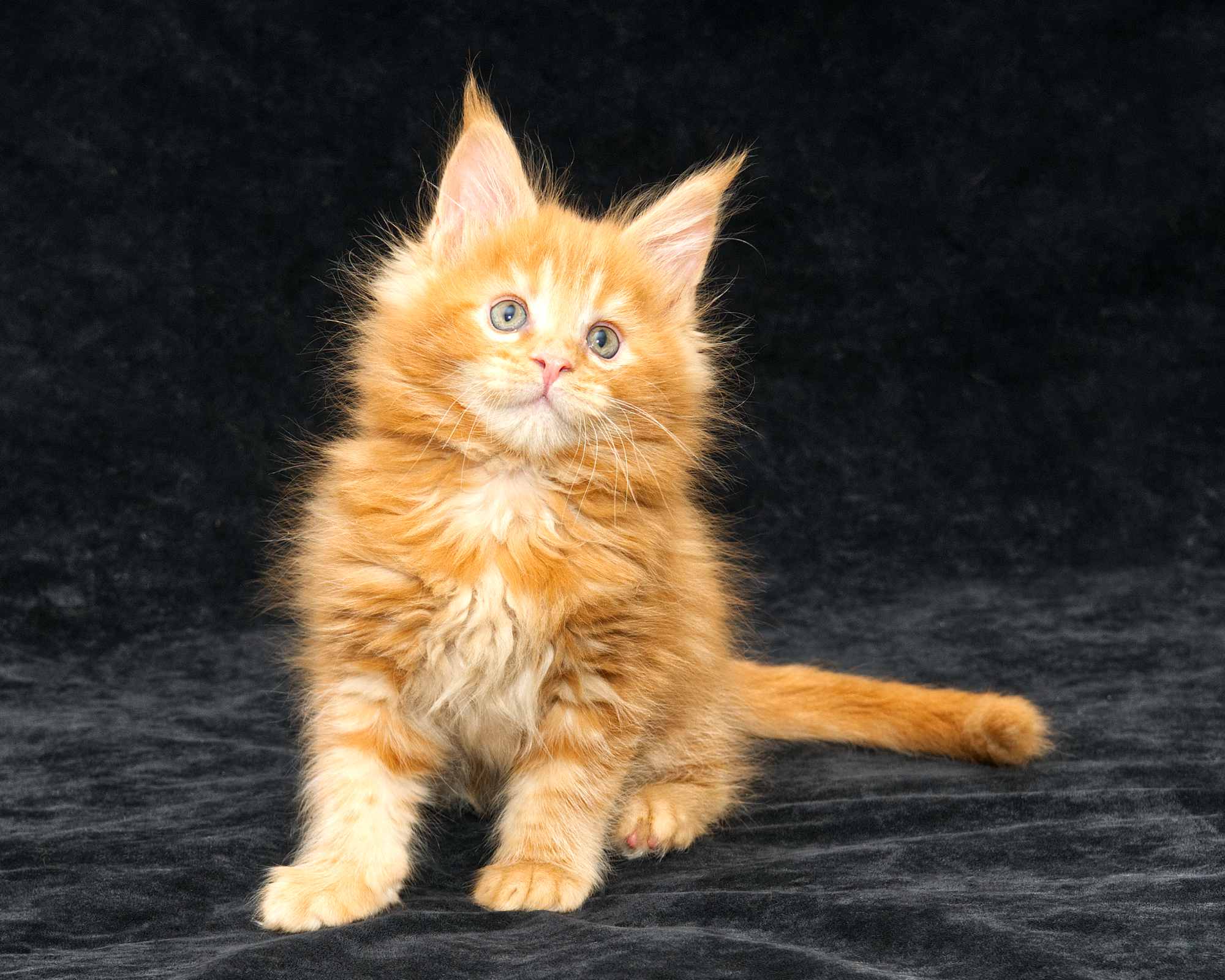 Intelligent, loving purebred Maine Coon kitten Linden
