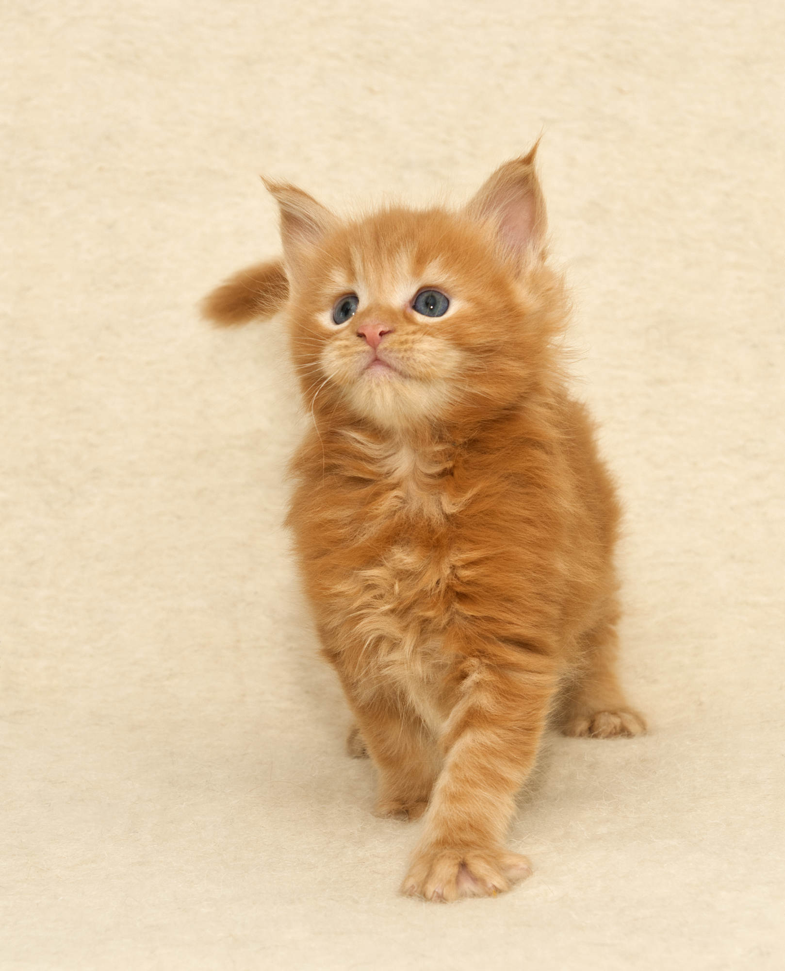 A beautiful red DLuxxy Maine Coon kitten Tundra