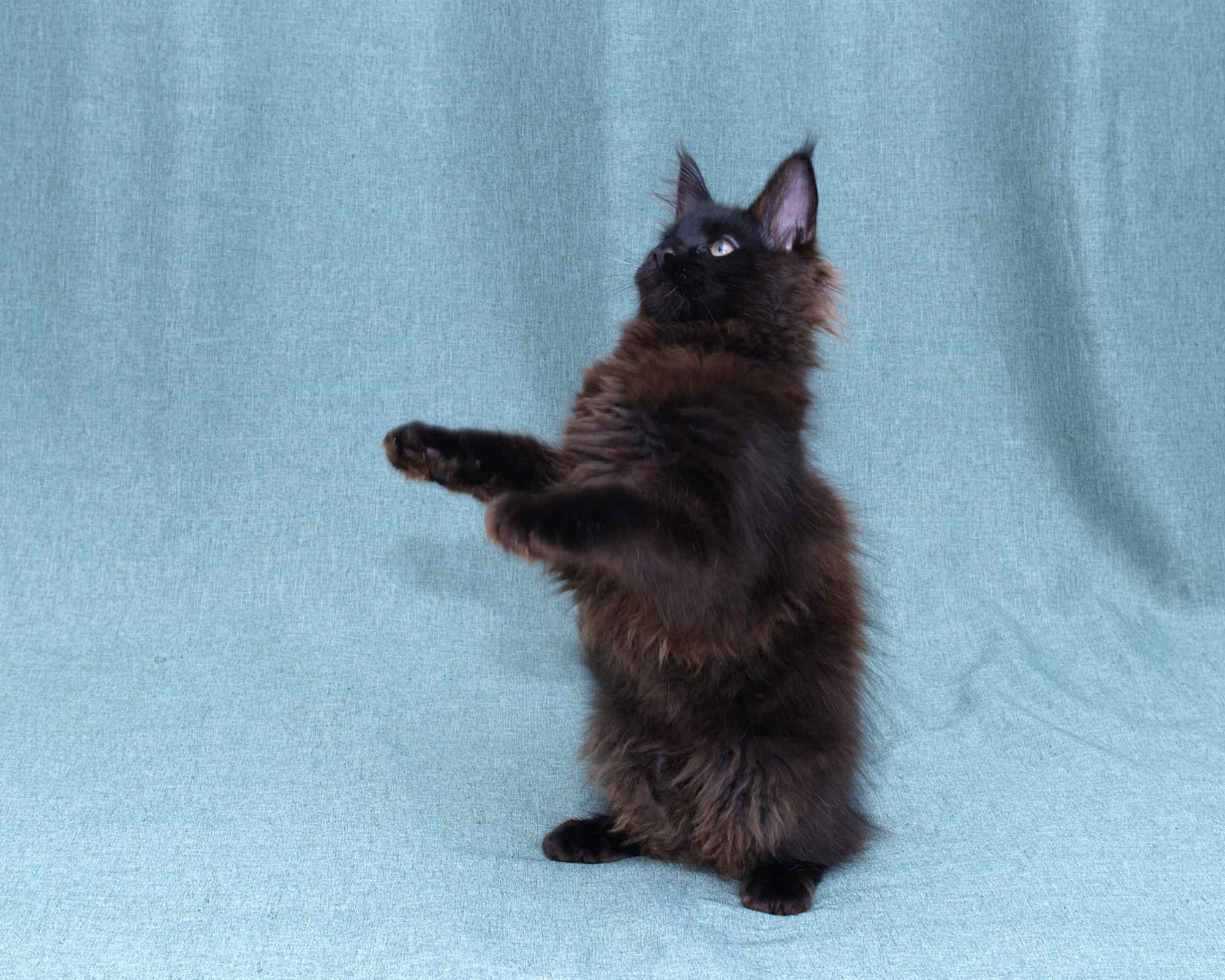Jazz - Solid Black Maine Coon