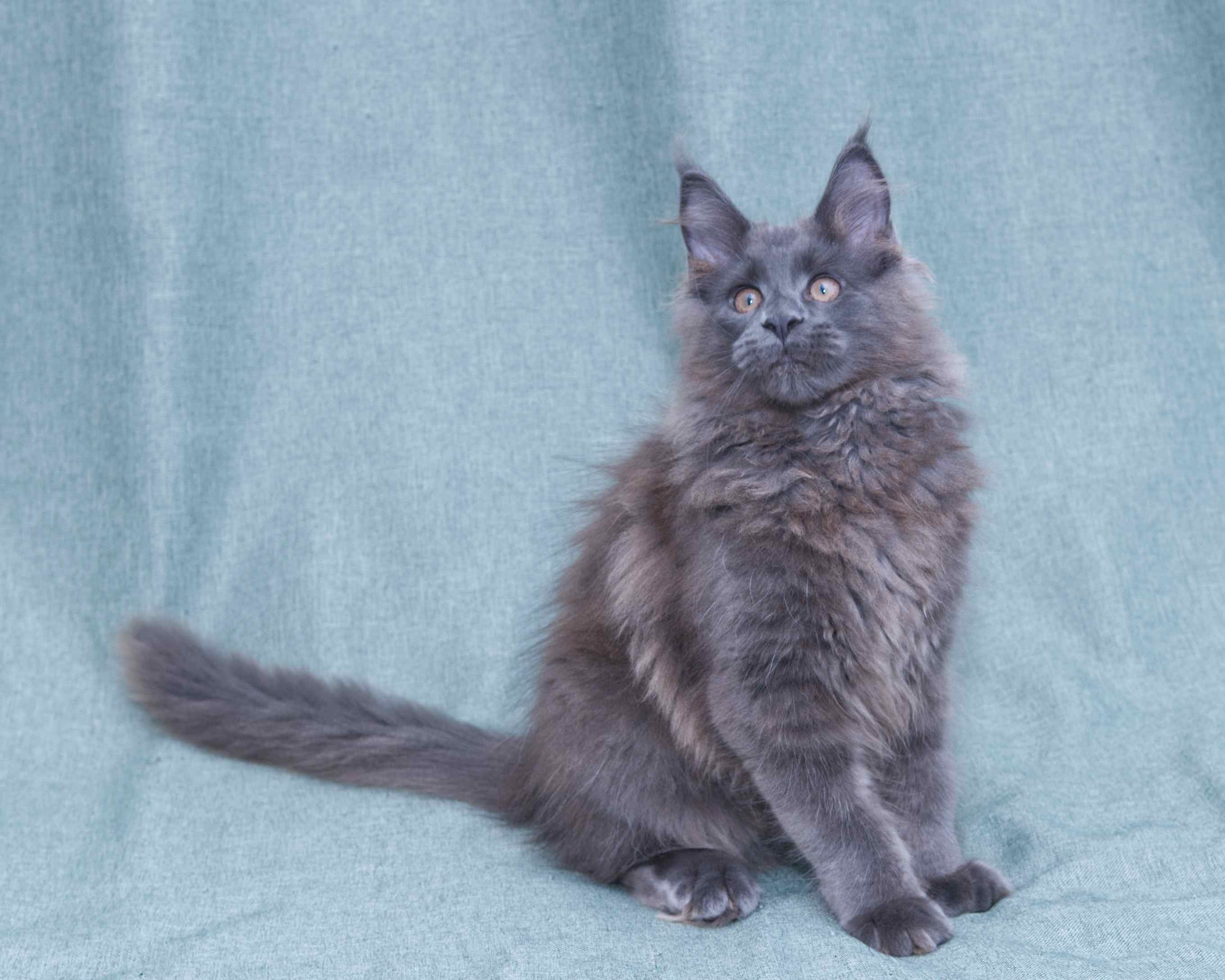 Linden - Blue Solid Maine Coon