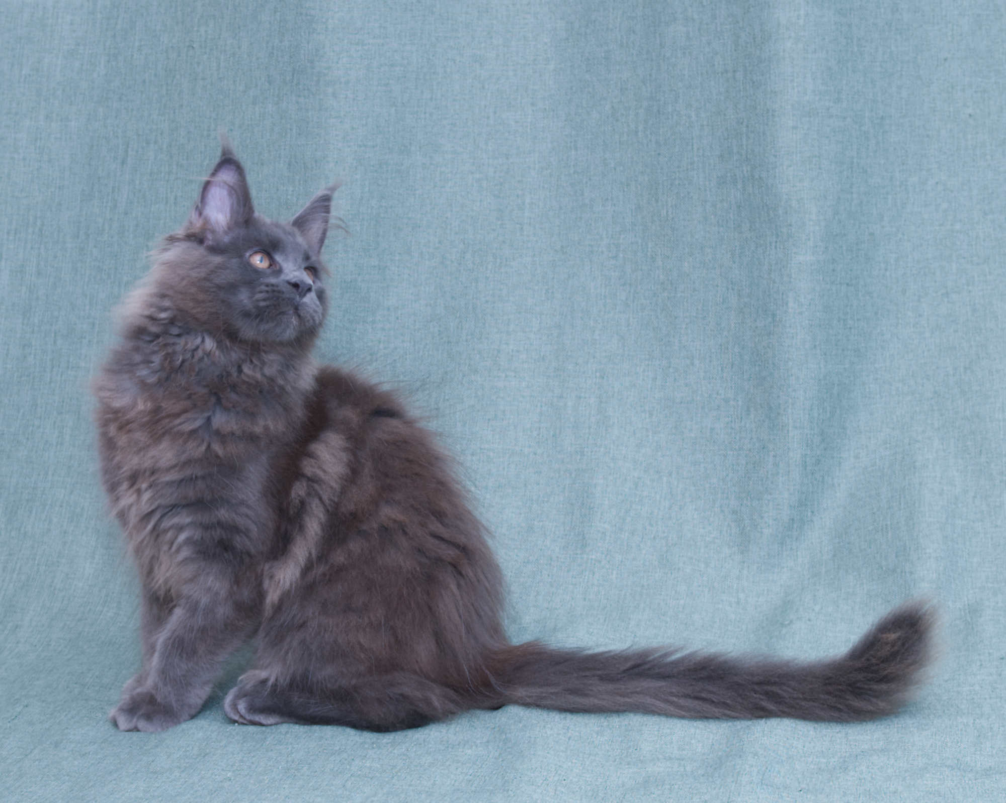 Blue Maine Coon Linden of DLuxxy