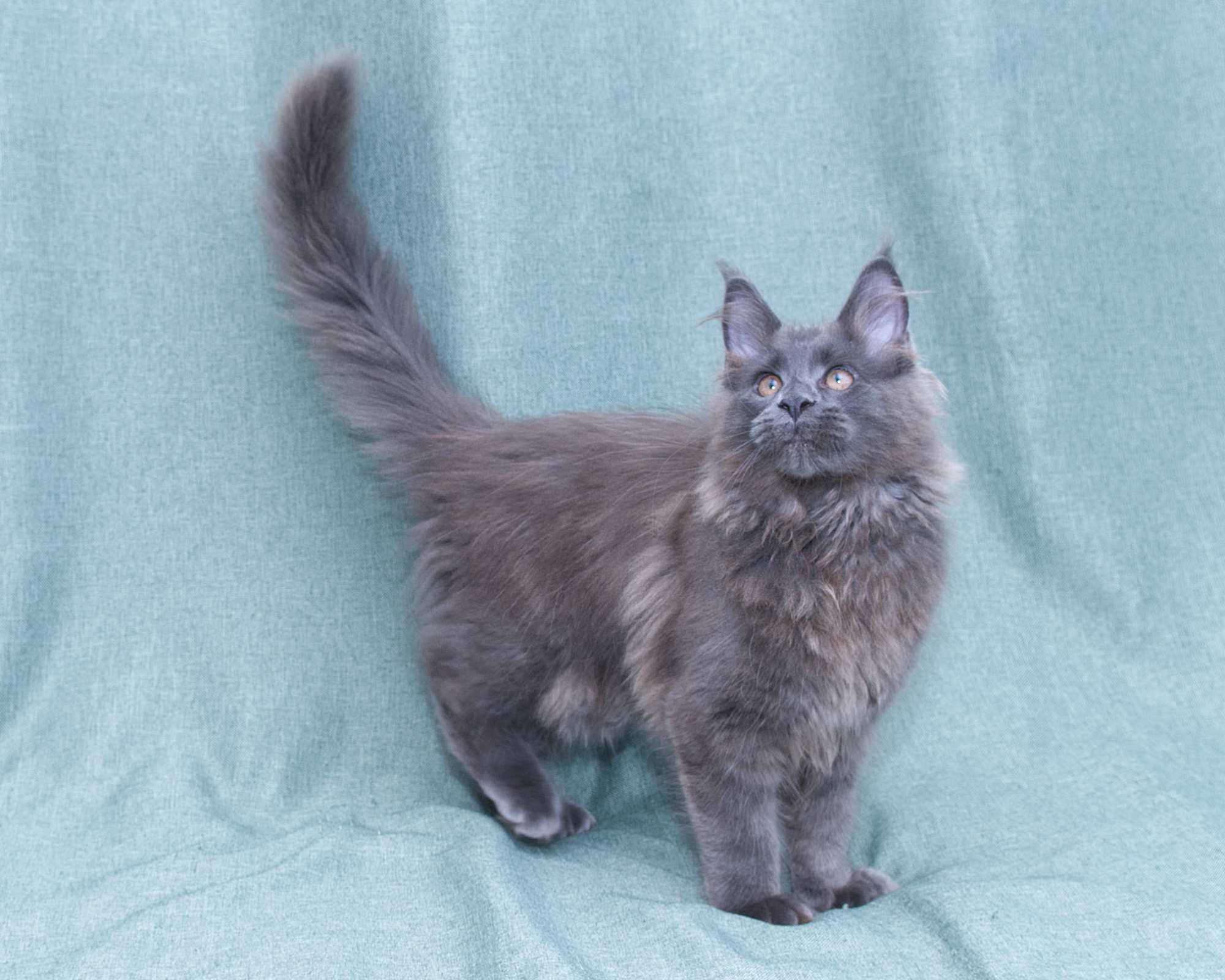 Blue Maine Coon Linden of DLuxxy