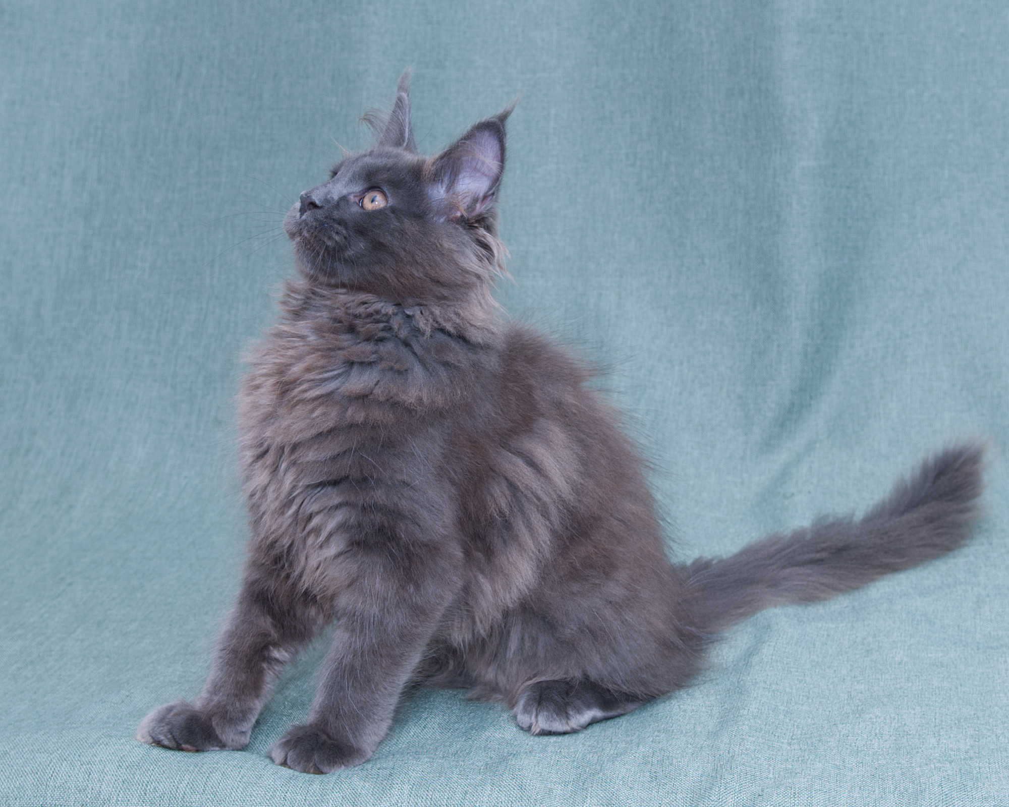 Blue Maine Coon Linden of DLuxxy