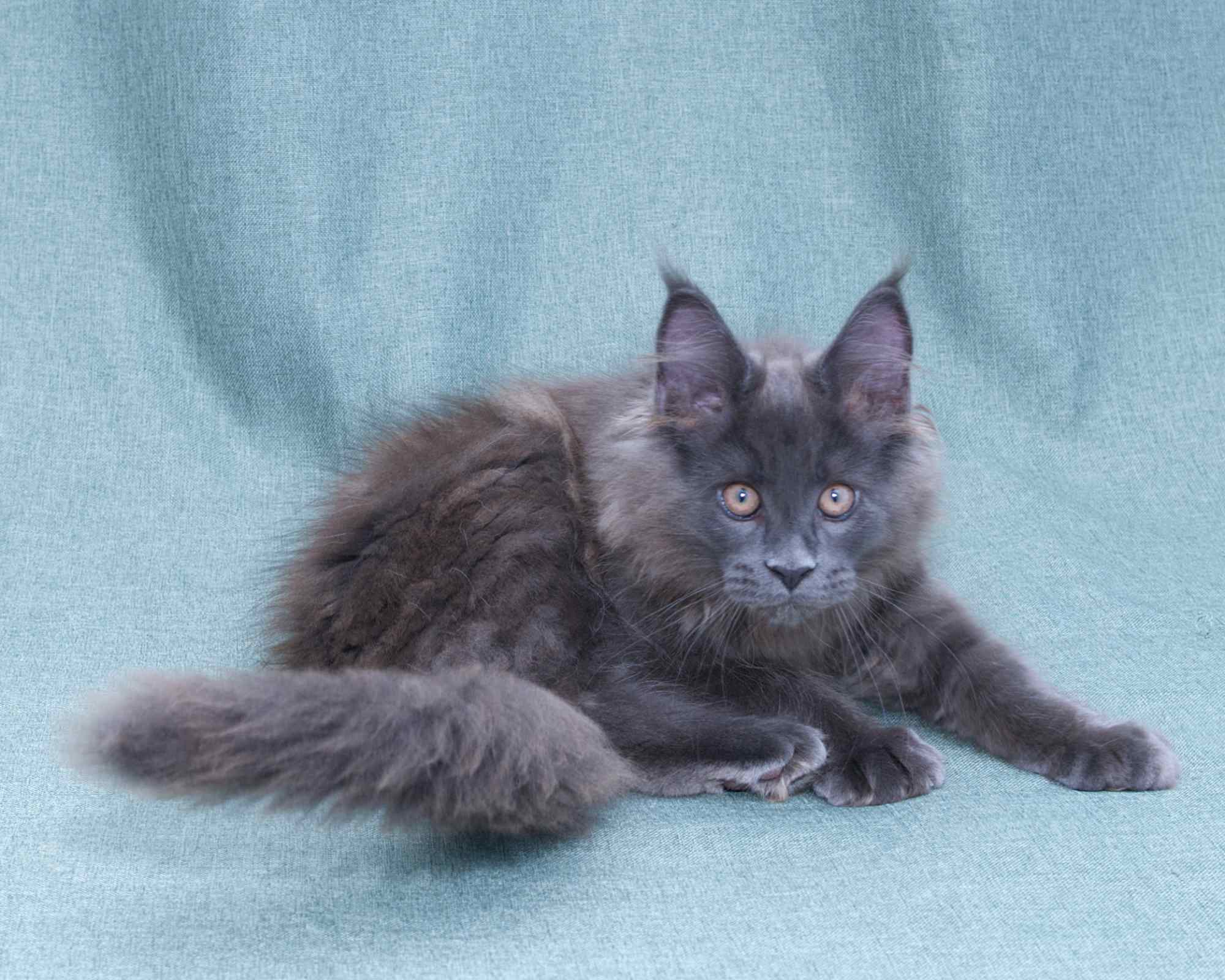 Blue Maine Coon Linden of DLuxxy
