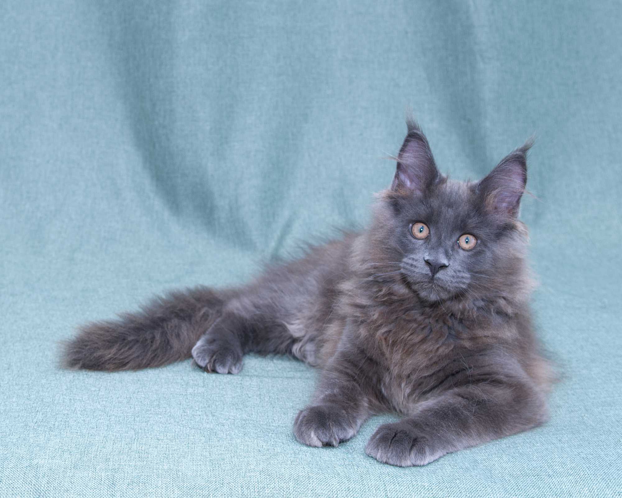 Blue Maine Coon Linden of DLuxxy