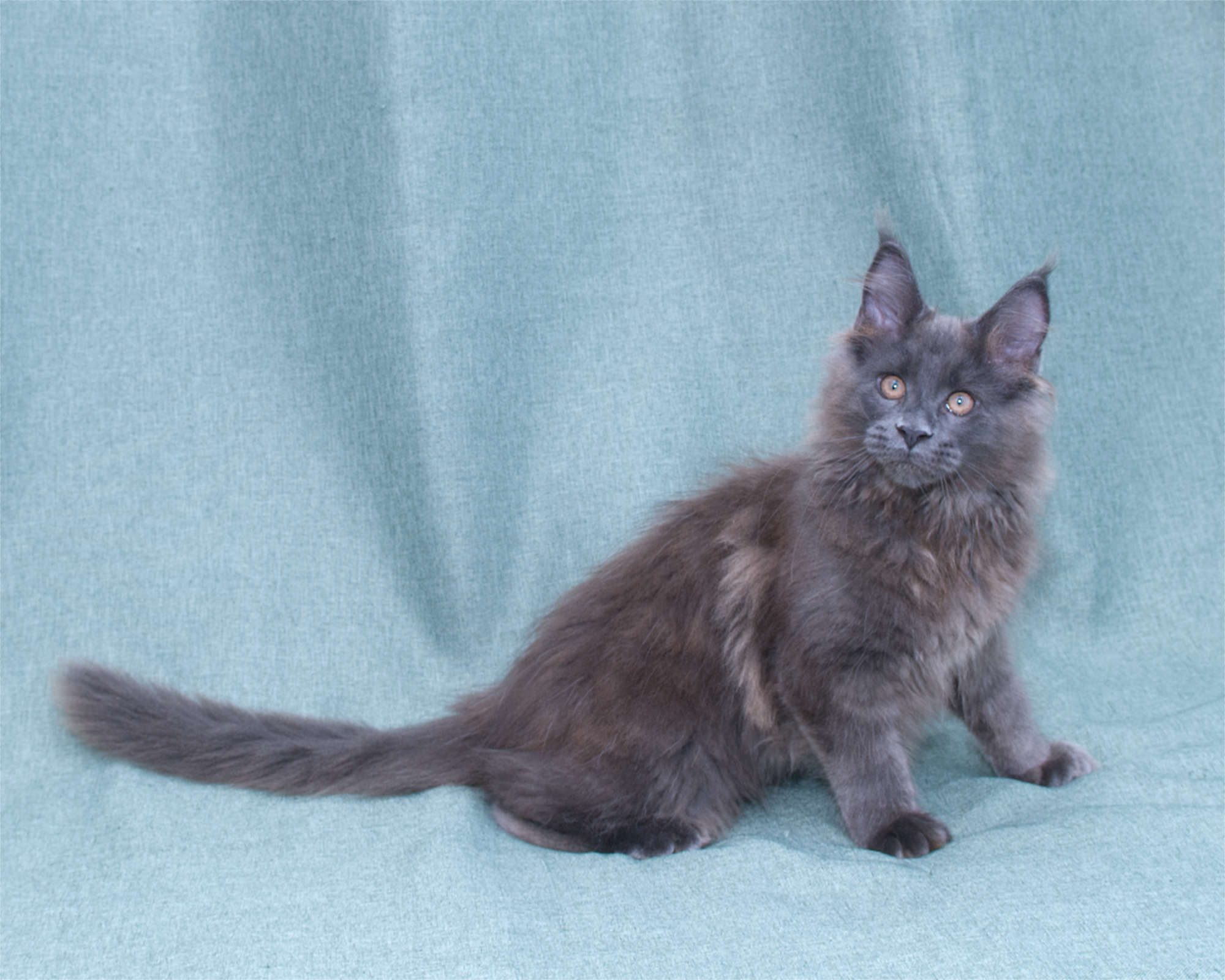 Blue Maine Coon Linden of DLuxxy