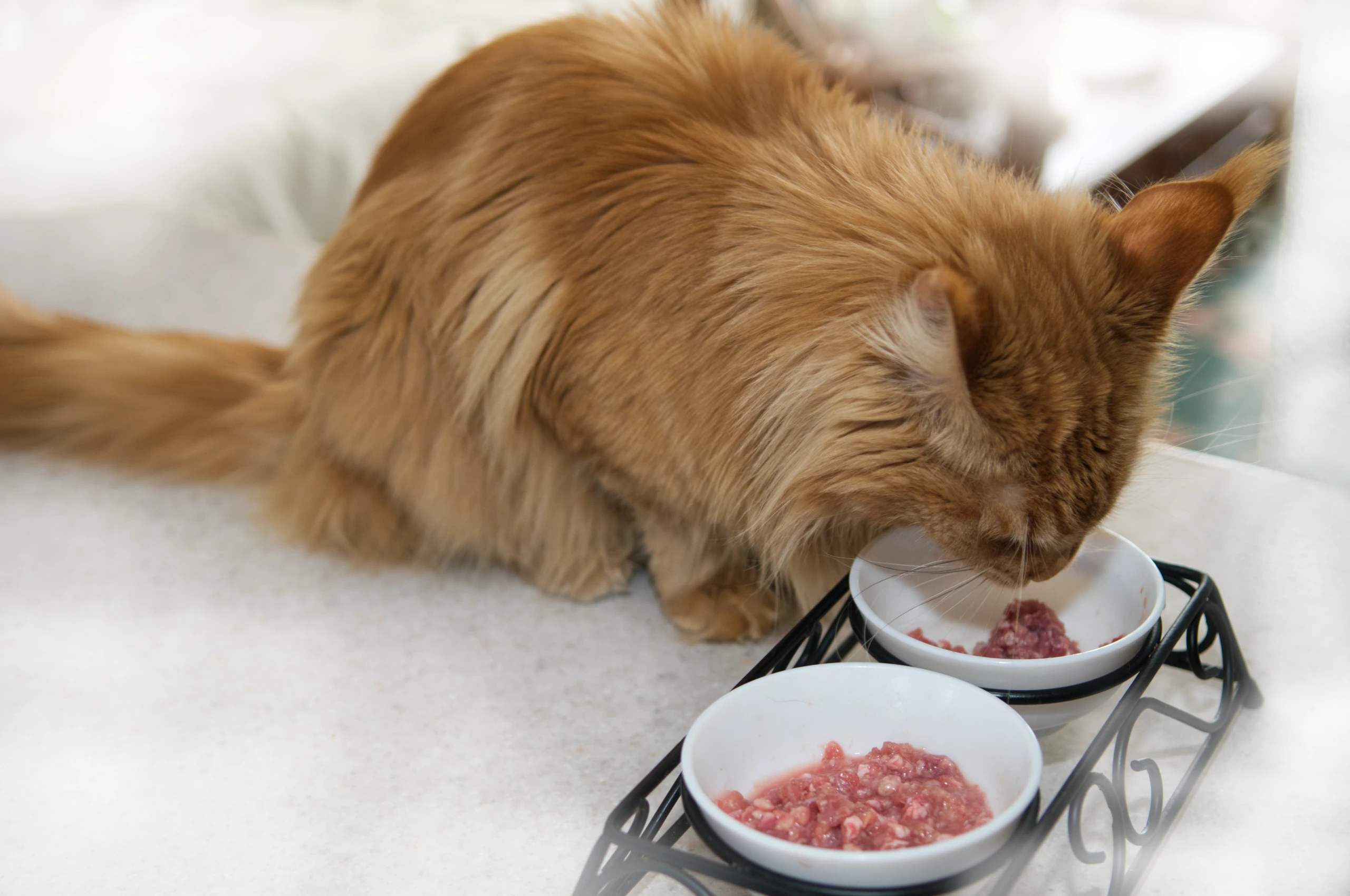 Homemade Raw Cat Food Recipe: Balanced Ratios & Nutrient Guide