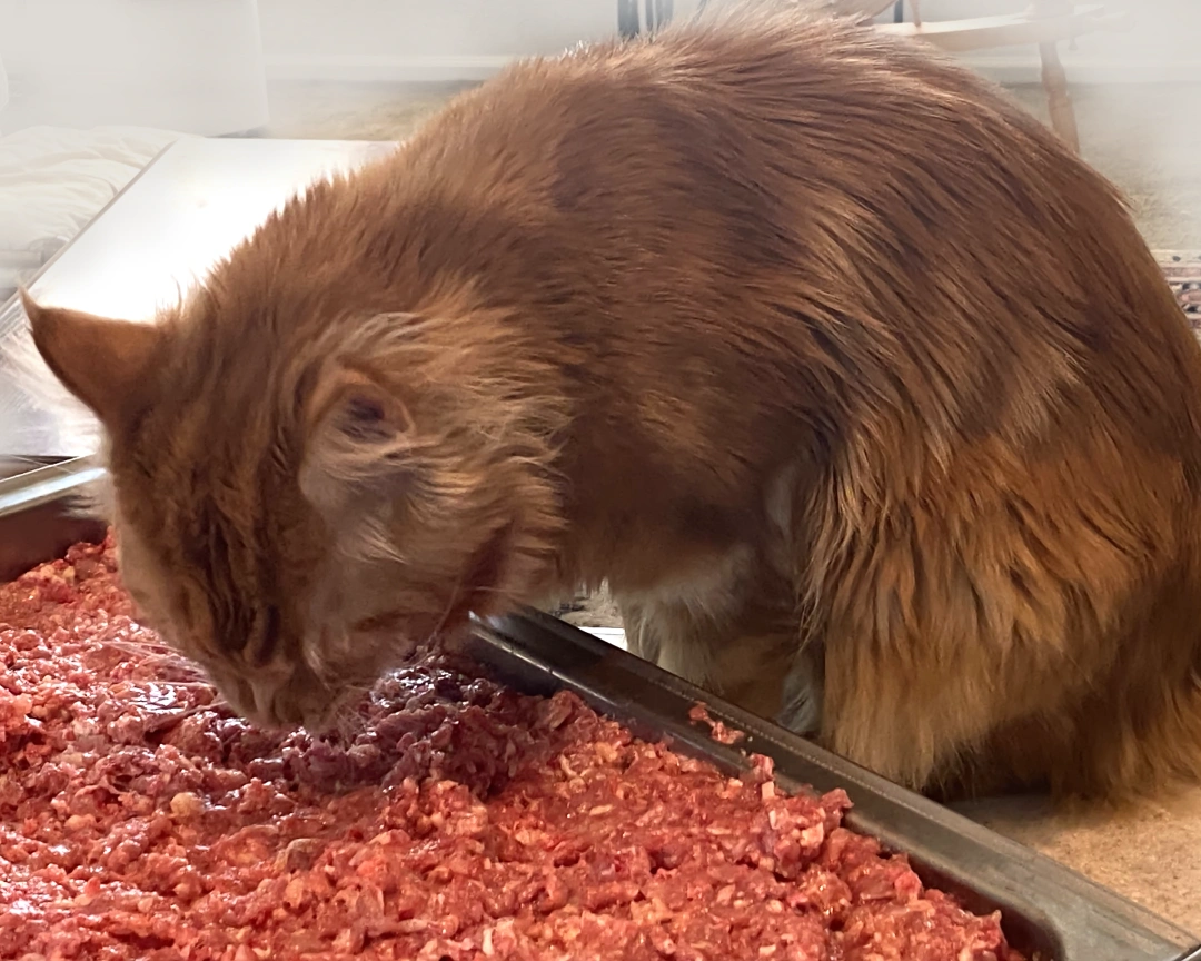 Feline Obligate Carnivore Diet