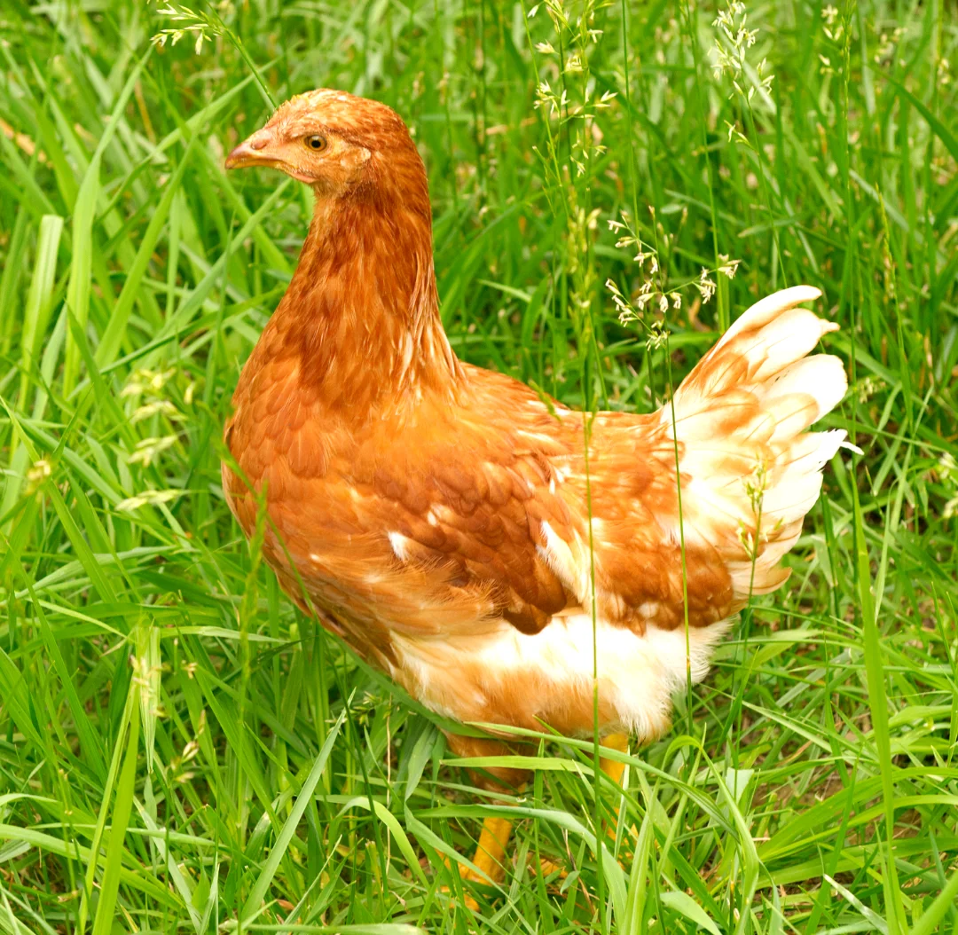 Chicken in the grass in Kentucky
