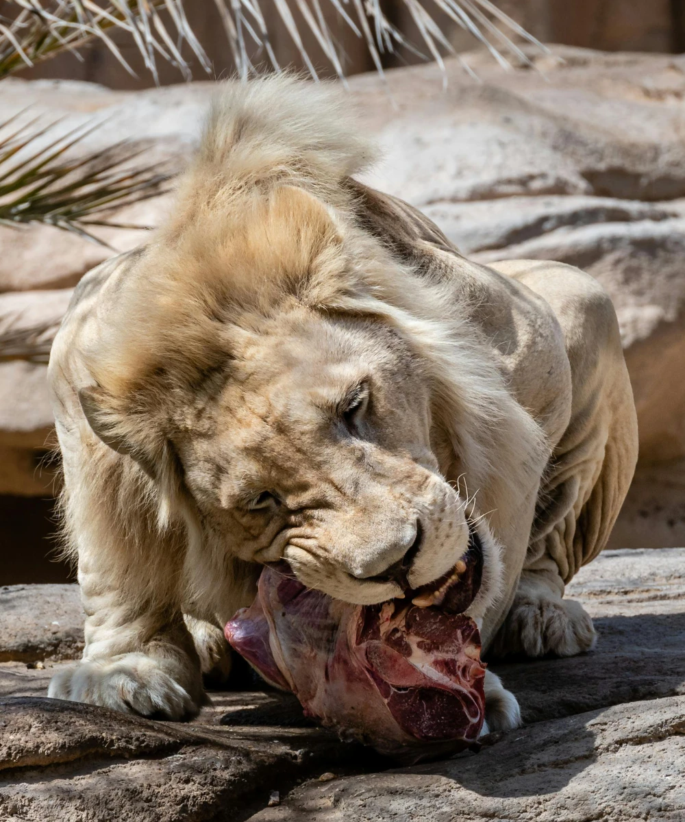 Lion eating meat